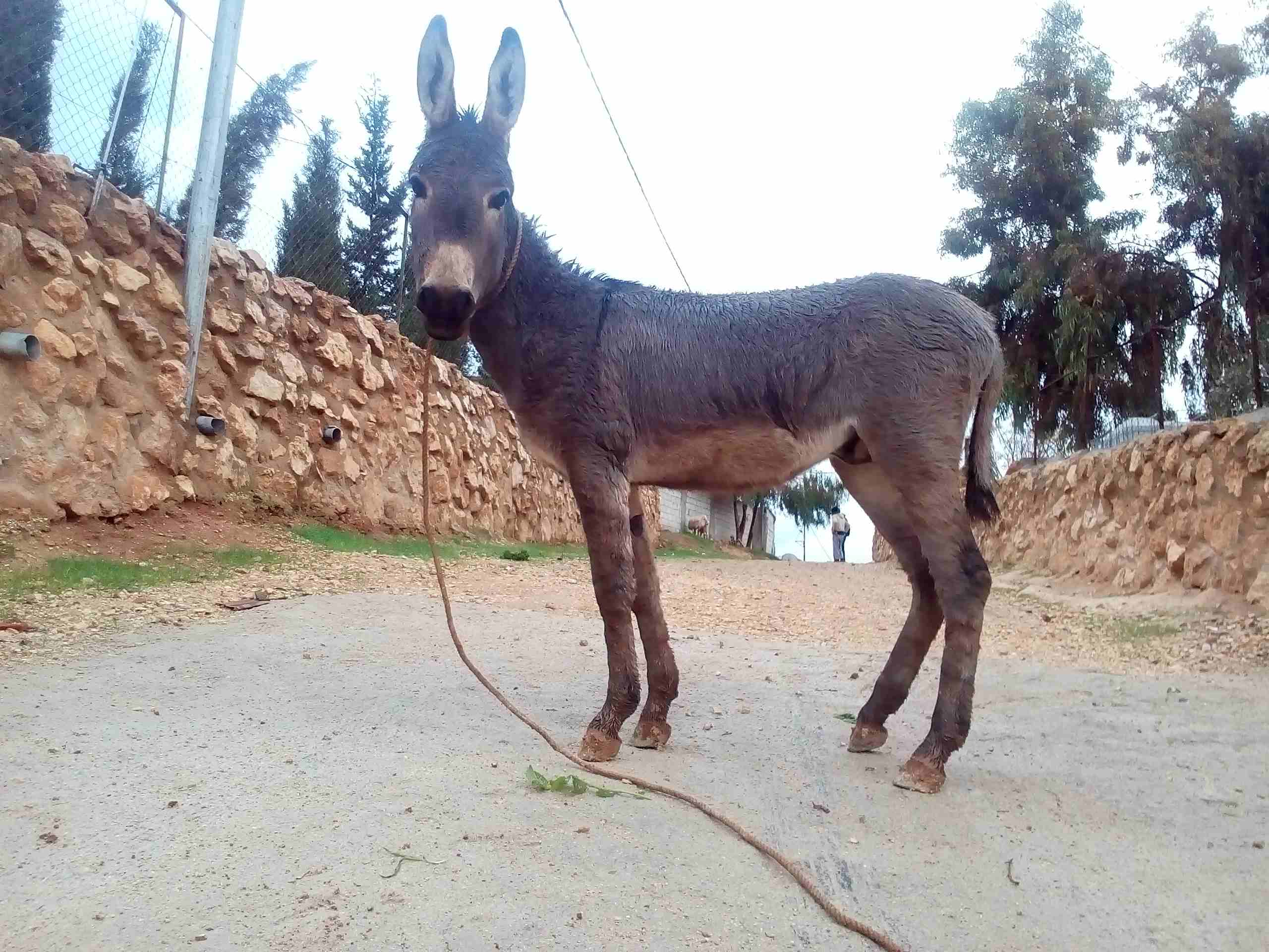 جحش'عمر'8شهور
لا تنسَ أنك شاهدت هذا الإعلان في عنكبوت
جحش'عمر'8شهور مش مركوب&...