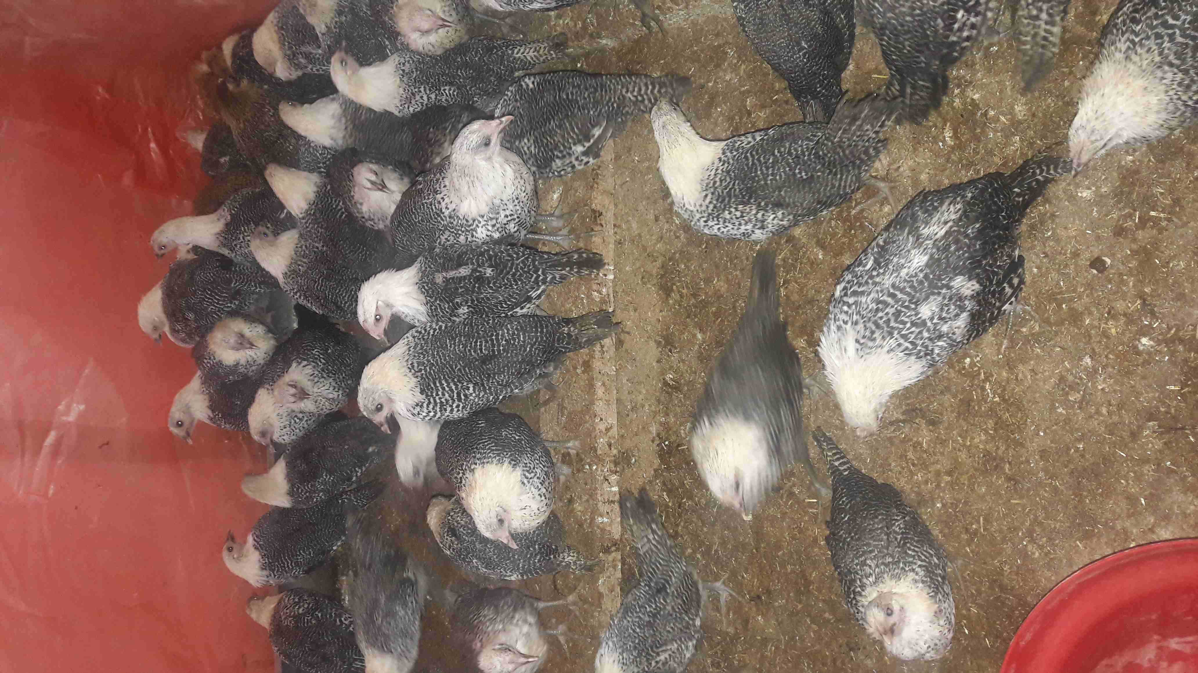 فرخات فيومي البزره الاصليه للبيع                                            


	 				لا تنسَ أنك شاهدت هذا الإعلان في عنكبوت            
	 				
                            فرخات فيومي البزره الاصل...