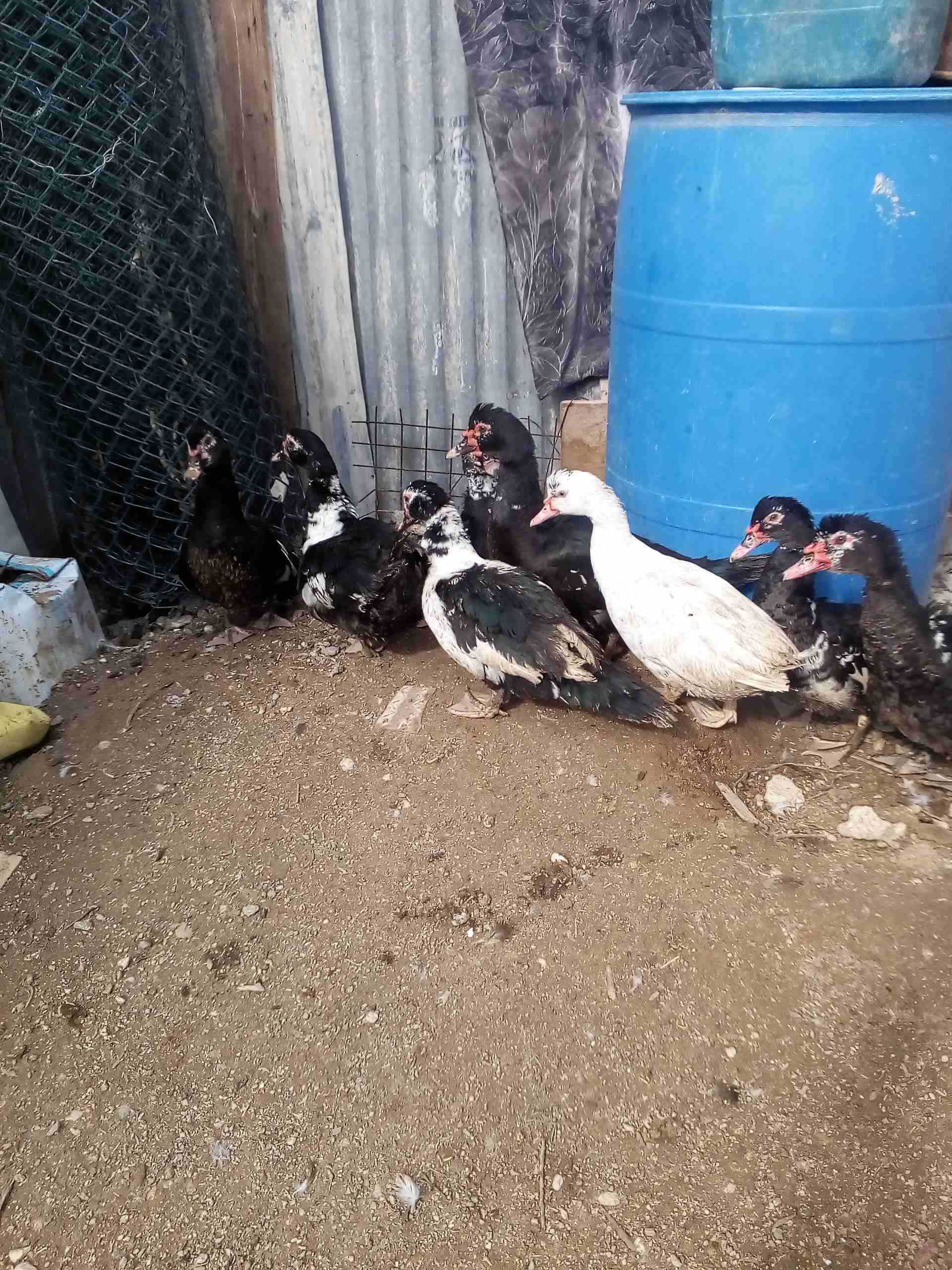 يوجد بط للبيع
لا تنسَ أنك شاهدت هذا الإعلان في عنكبوت
يوجد بط مكسوفي عدد8حبات ذكرين و6اناثي
صحة...