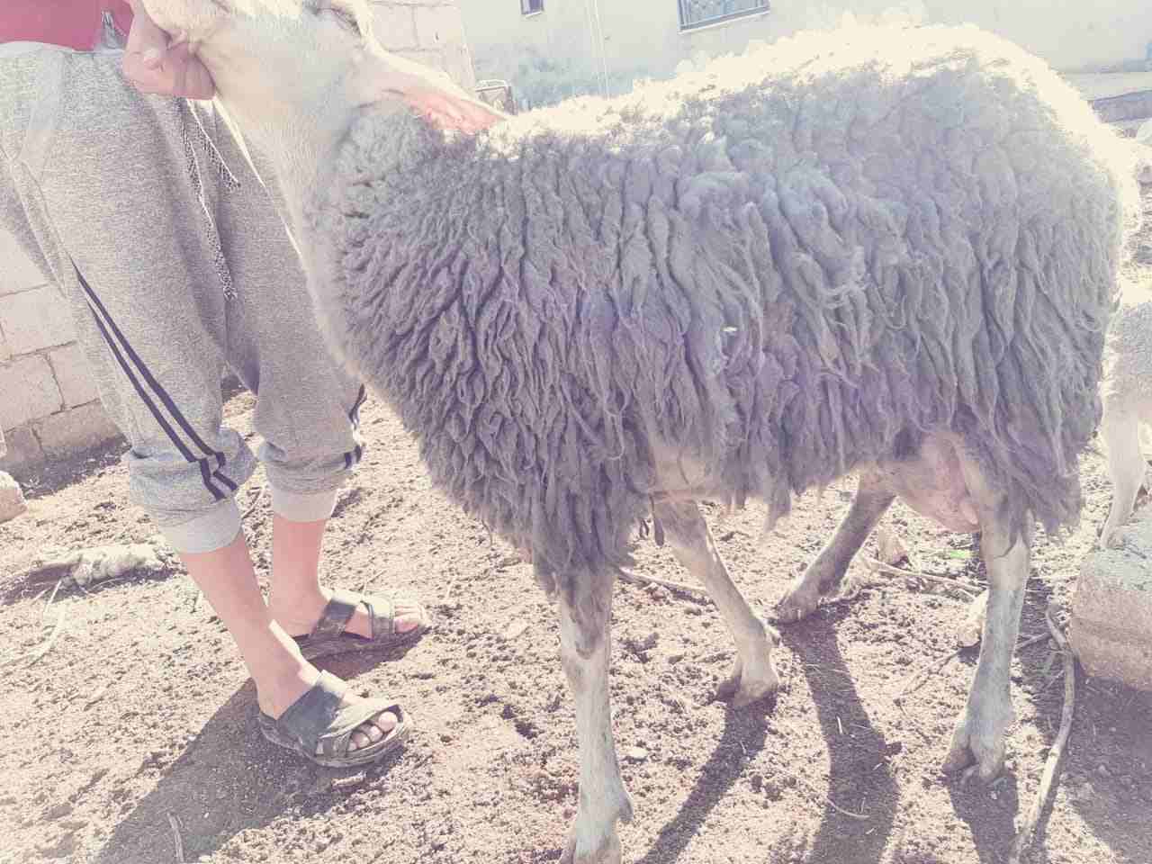 نعاج عساف اصلي للبيع او للبدل عل باص)(انا مجرد ناشر لا اتابع تعليقات)
لا تنسَ أنك شاهدت هذا الإعلان في عنكبوت...