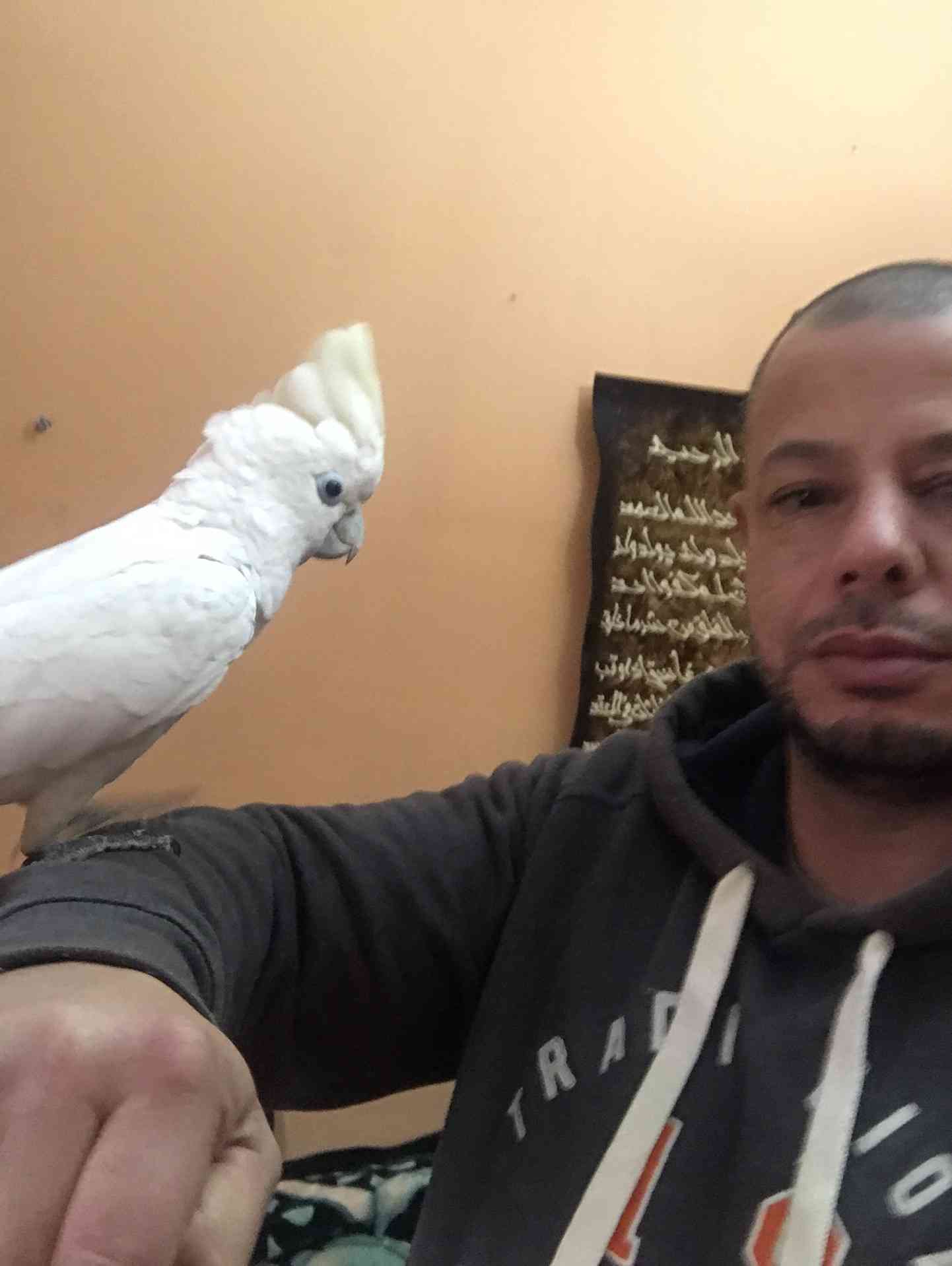 كوكاتو بلوقوفن اليف للبيع 300 دينار
لا تنسَ أنك شاهدت هذا الإعلان في عنكبوت
كوكاتو قوفن اليفه...