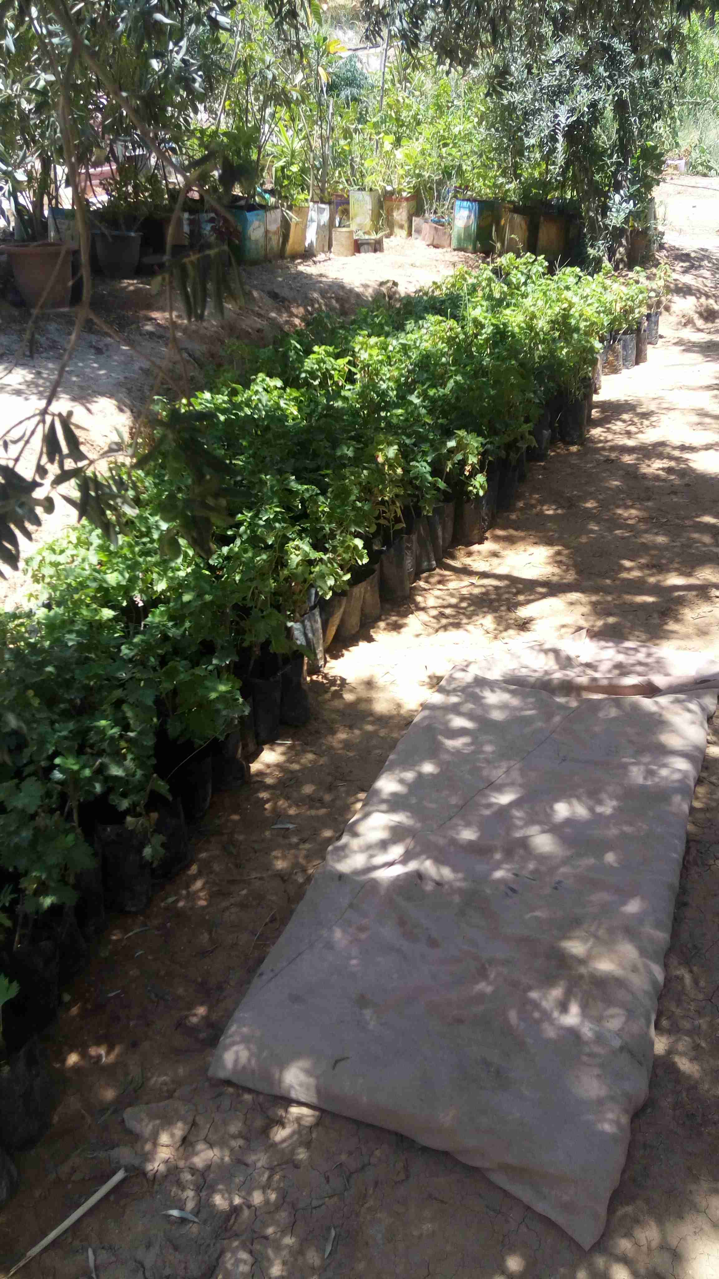 شتل دوالي للبيع
لا تنسَ أنك شاهدت هذا الإعلان في عنكبوت
شتل دوالي للبيع طور متر ونص البيع كوم...