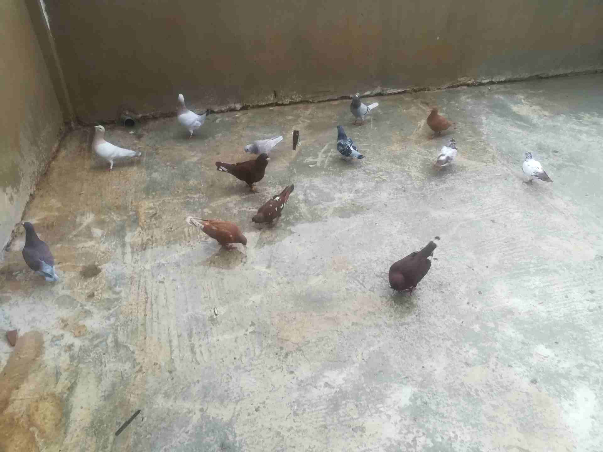 حمام نخب
لا تنسَ أنك شاهدت هذا الإعلان في عنكبوت
5جواز عالفرازه للبيع بسعر مغري للجادين فقط كلو ش...