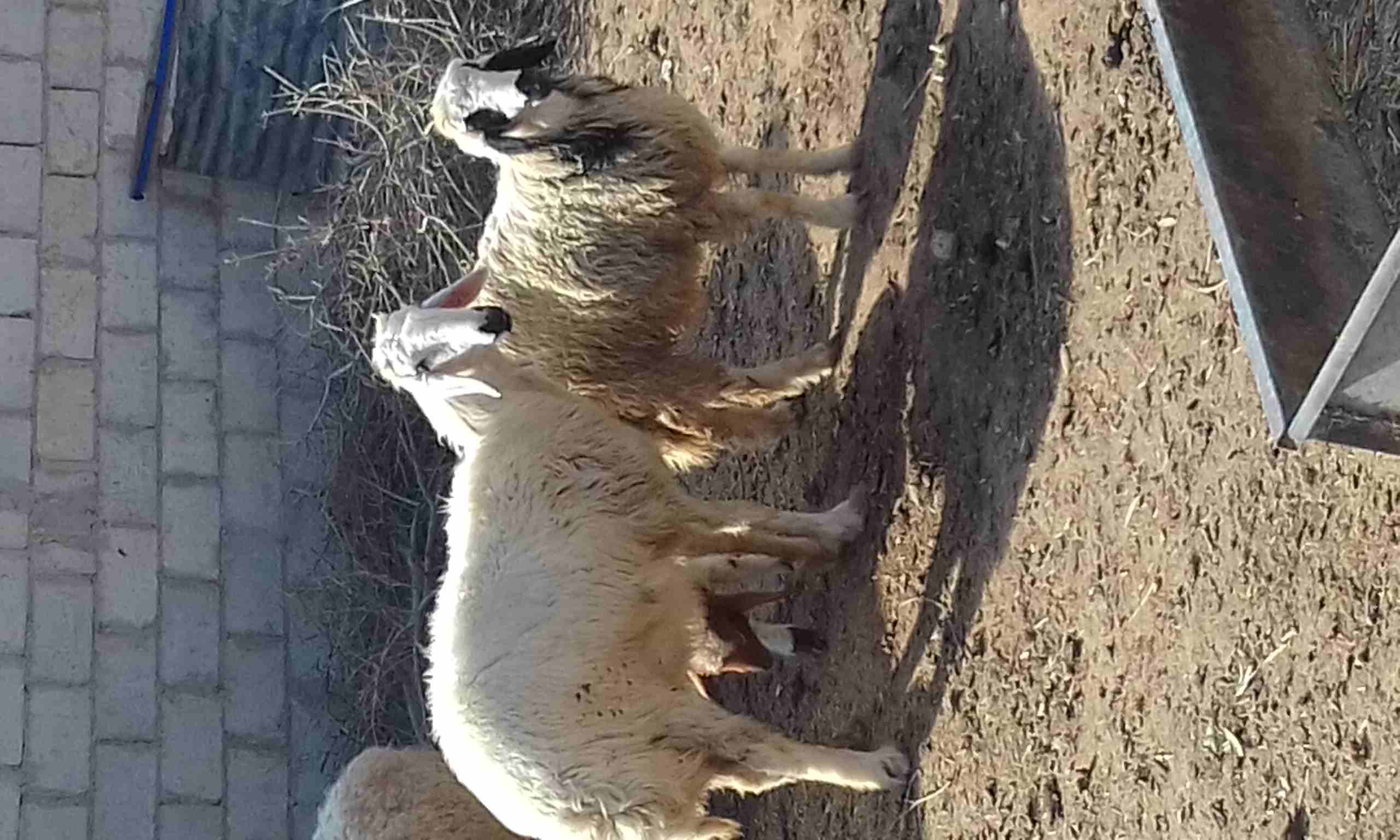 قبرصي مهجن على نجدي
لا تنسَ أنك شاهدت هذا الإعلان في عنكبوت
ثنيه عشار شهر من كبش نجدي اصيل وبنتها...