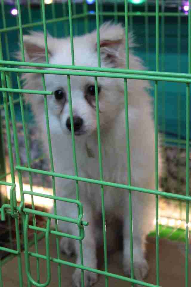 كلاب للبيع dogs for sale
لا تنسَ أنك شاهدت هذا الإعلان في عنكبوت
For sale
1-جراء هاسكي عمر 4...