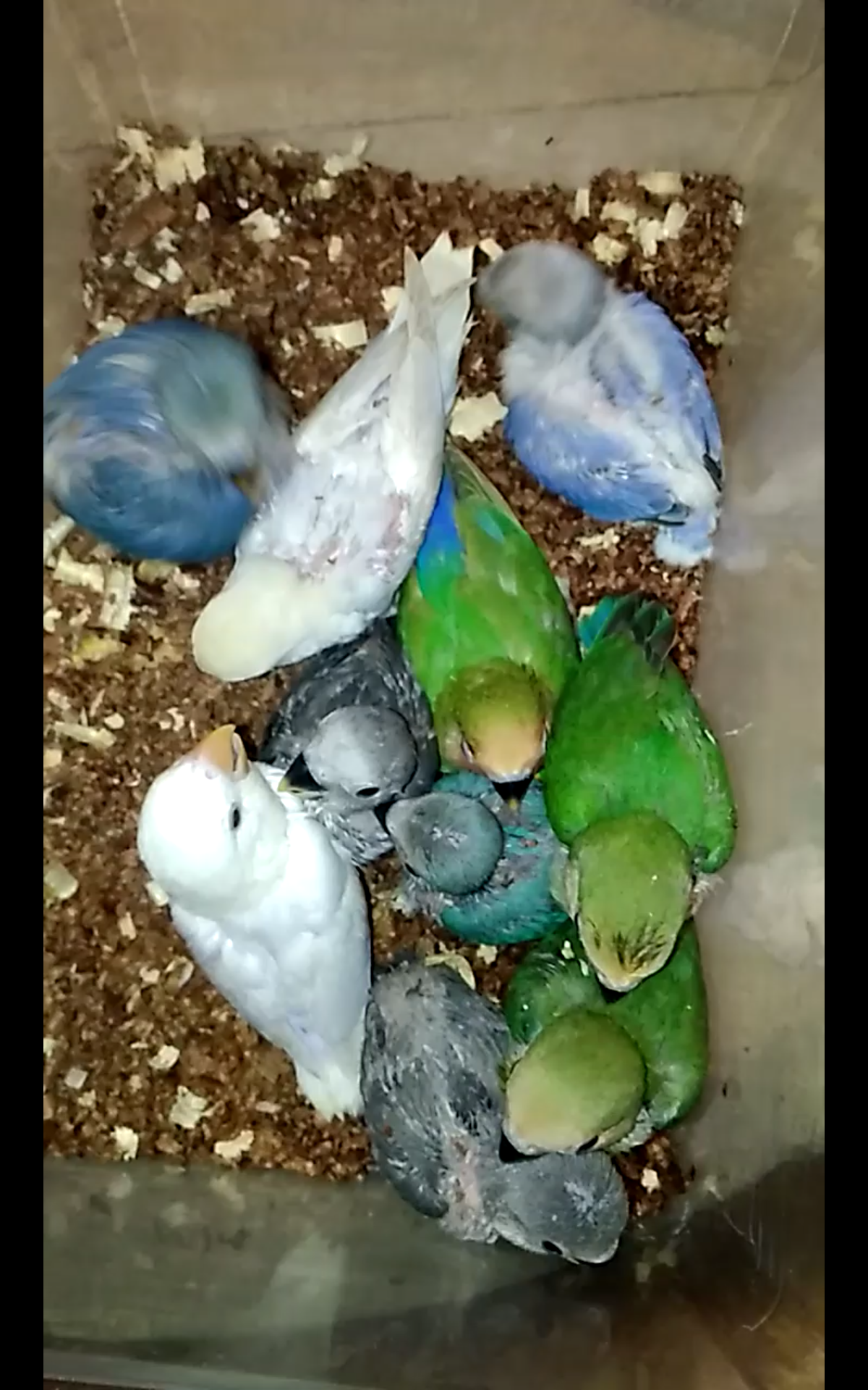 فروخ روز غر بالوان مختلفه
لا تنسَ أنك شاهدت هذا الإعلان في عنكبوت
للبيع فروخ روز اعمارهم من 2...
