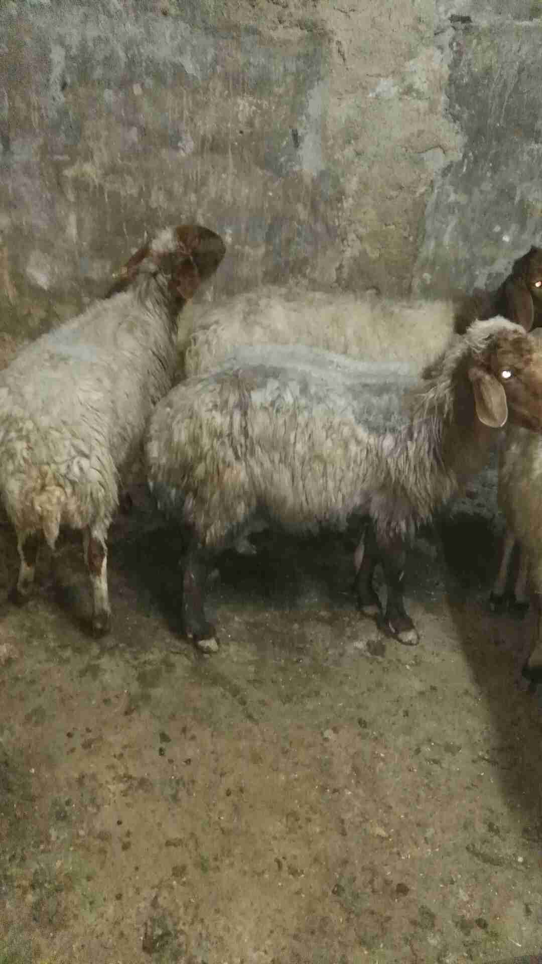 نعجه عشار ثلاث شهور                                            


	 				لا تنسَ أنك شاهدت هذا الإعلان في عنكبوت            
	 				
                                نعجه عشار ثلاث شهور بصلاه على الن...