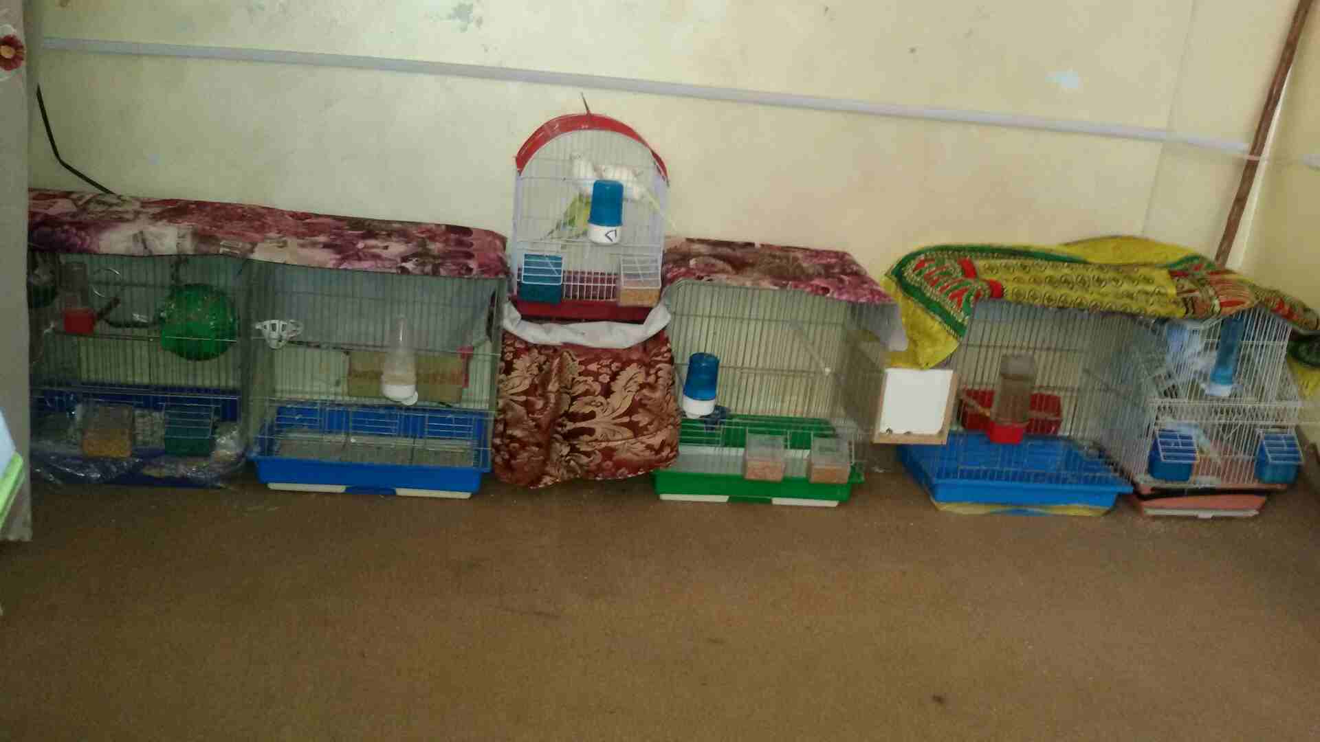 طيور حب                                            


	 				لا تنسَ أنك شاهدت هذا الإعلان في عنكبوت            
	 				
                            عصافير حب 3 اجواز حب كل جوز تحته فراخ ويوجد 10 مخ...