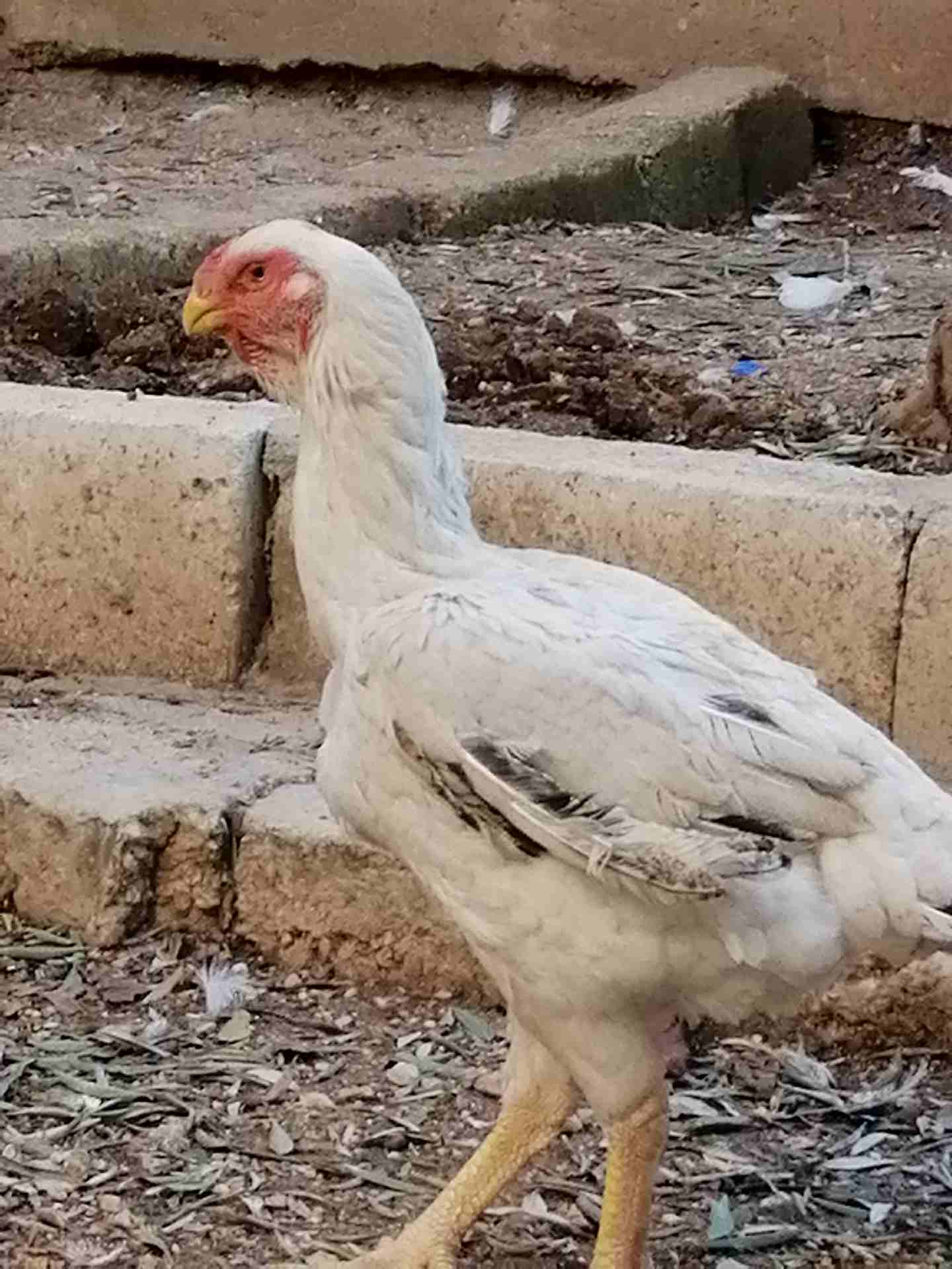 جوز فارسي
لا تنسَ أنك شاهدت هذا الإعلان في عنكبوت
جوز فارسي على وجه شغل للبيع أو البدل على براهما...