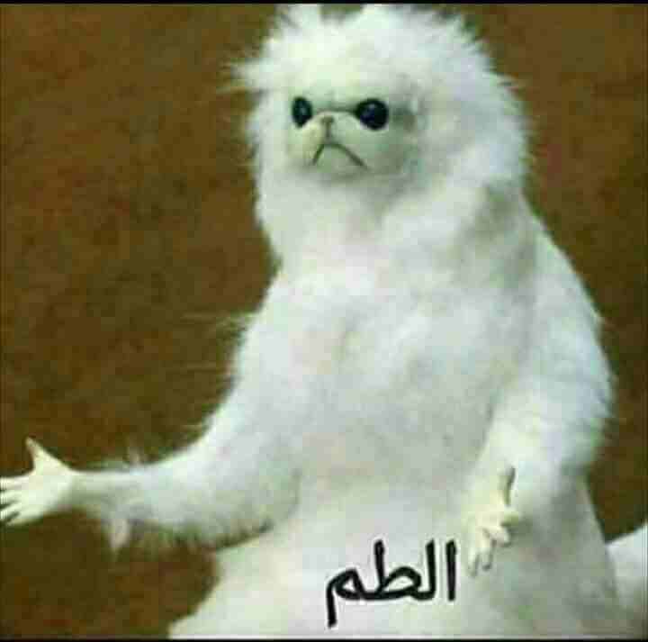 مطلوب بيت للايجار ..                                            


	 				لا تنسَ أنك شاهدت هذا الإعلان في عنكبوت            
	 				
                            طبربور ابو عليا ..دوار العودات ..وما...