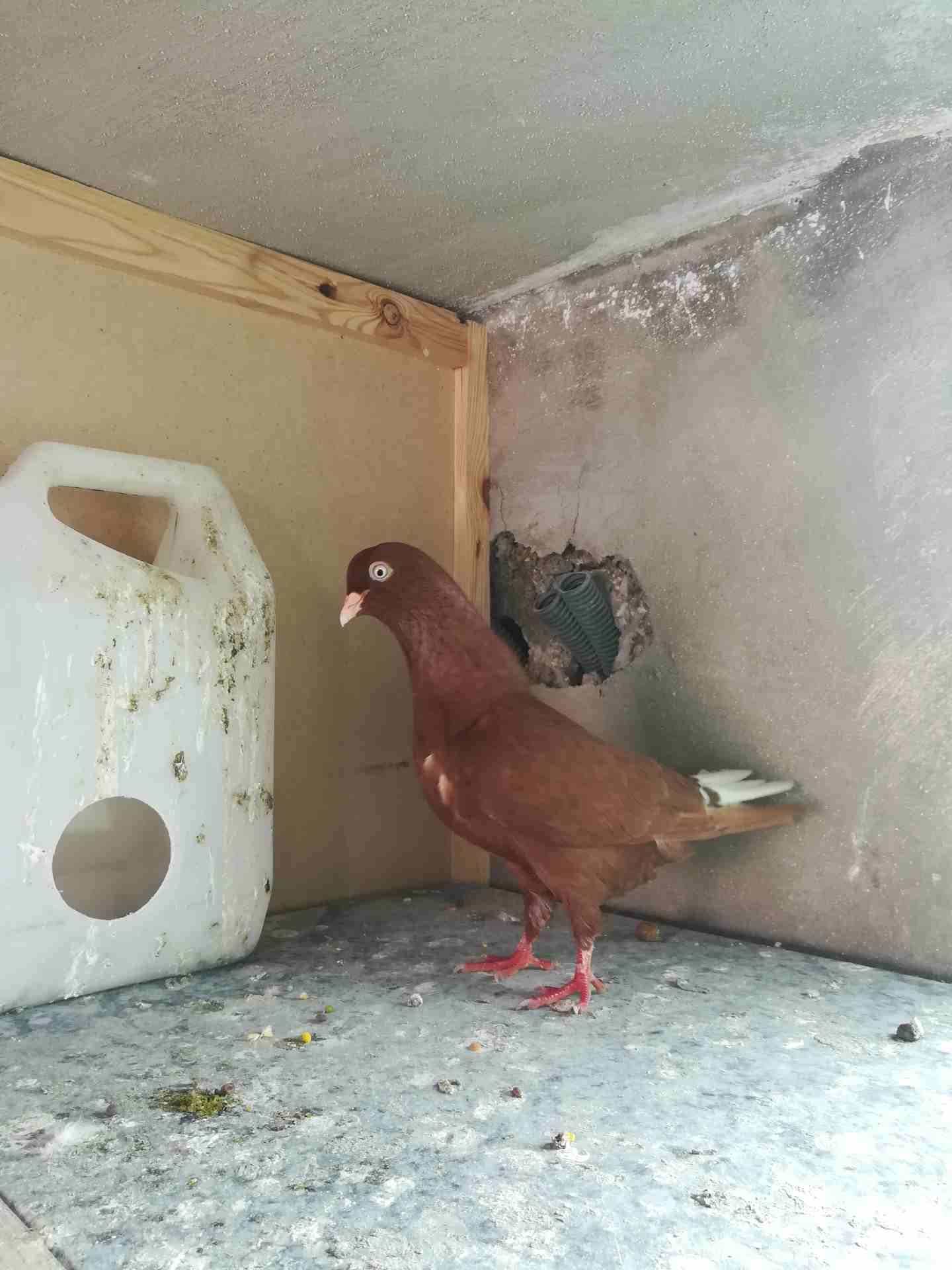 طيرتين للبيع شغالات ميه ميه سعر مغرري
لا تنسَ أنك شاهدت هذا الإعلان في عنكبوت
طيرتين شغالات تسليم...