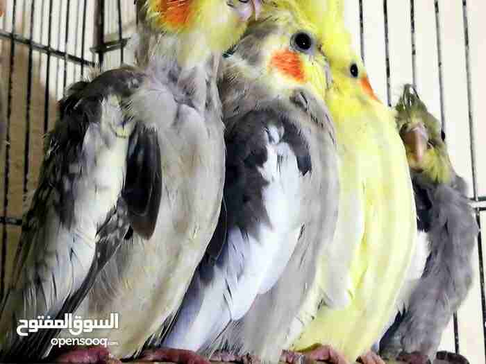 جوز كوكتيل للبيع مع 3فراخ ماشاء الله
لا تنسَ أنك شاهدت هذا الإعلان في عنكبوت
جوز كوكتيل للبي...