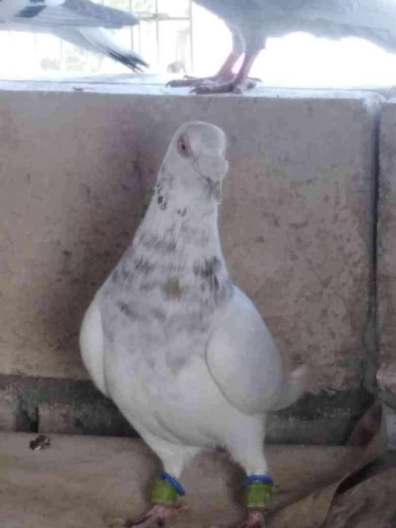مطلوب حمام زاجل                                            


	 				لا تنسَ أنك شاهدت هذا الإعلان في عنكبوت            
	 				
                                مطلوب حمام زاجل اصلي بدل الحمام اللي...