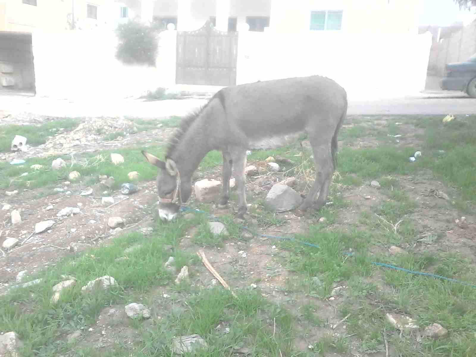حمار للبيع                                            


	 				لا تنسَ أنك شاهدت هذا الإعلان في عنكبوت            
	 				
                            حمار للبيع                        

	 				رق...