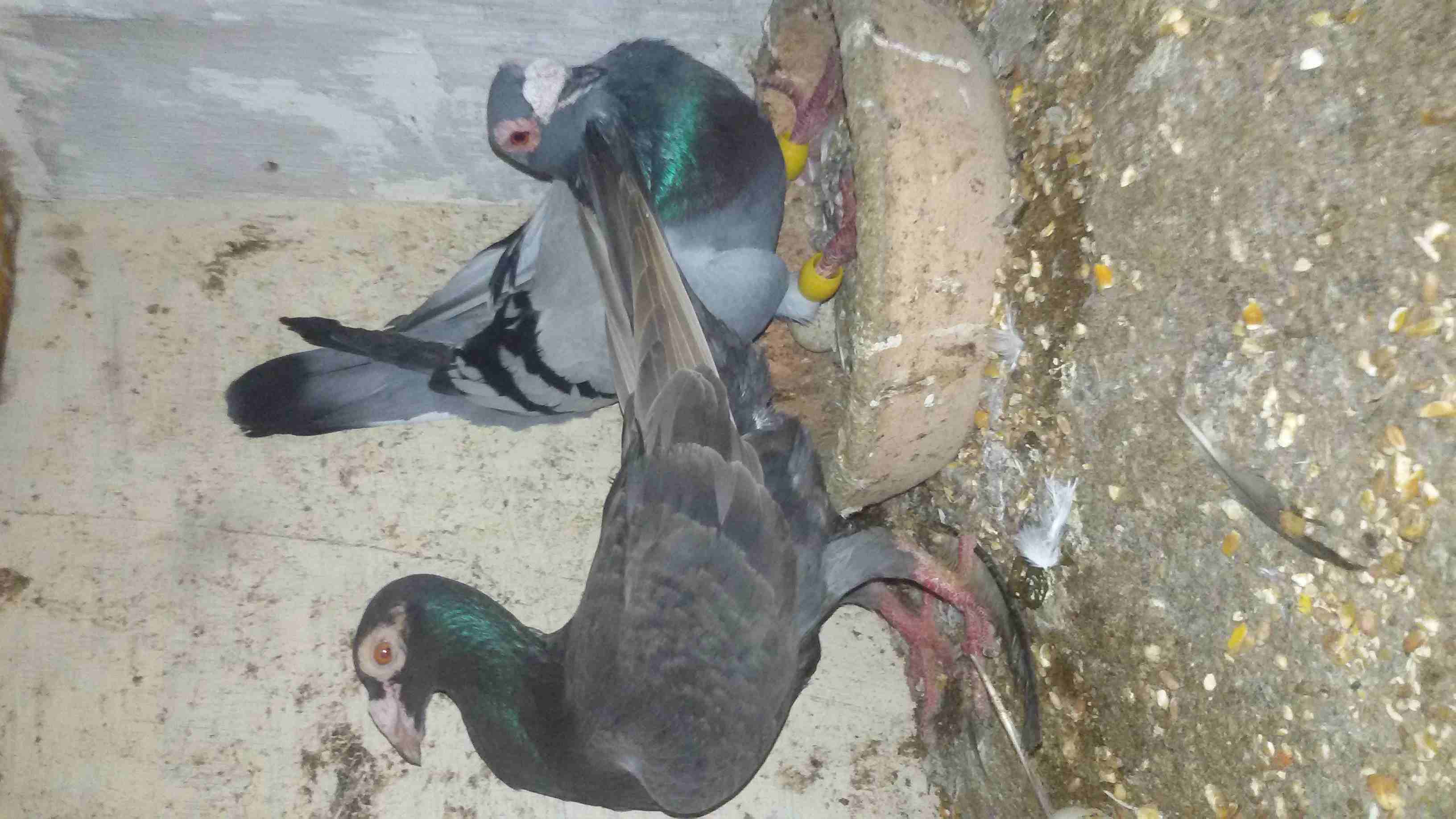 اخر 3 جواز للبيع بسعر حرق او للبدل
لا تنسَ أنك شاهدت هذا الإعلان في عنكبوت
اخر ثلاث جواز للبيع كل...