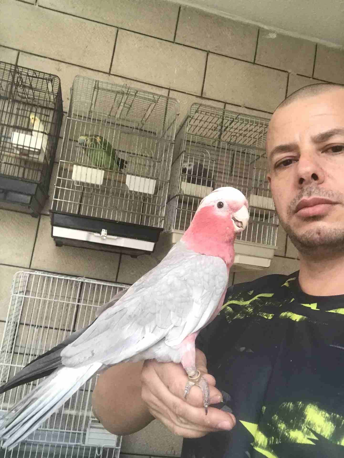خبير طيور المعاكيف ابو ايهم
لا تنسَ أنك شاهدت هذا الإعلان في عنكبوت
بيع شراء تبديل ترويض علاج ق...