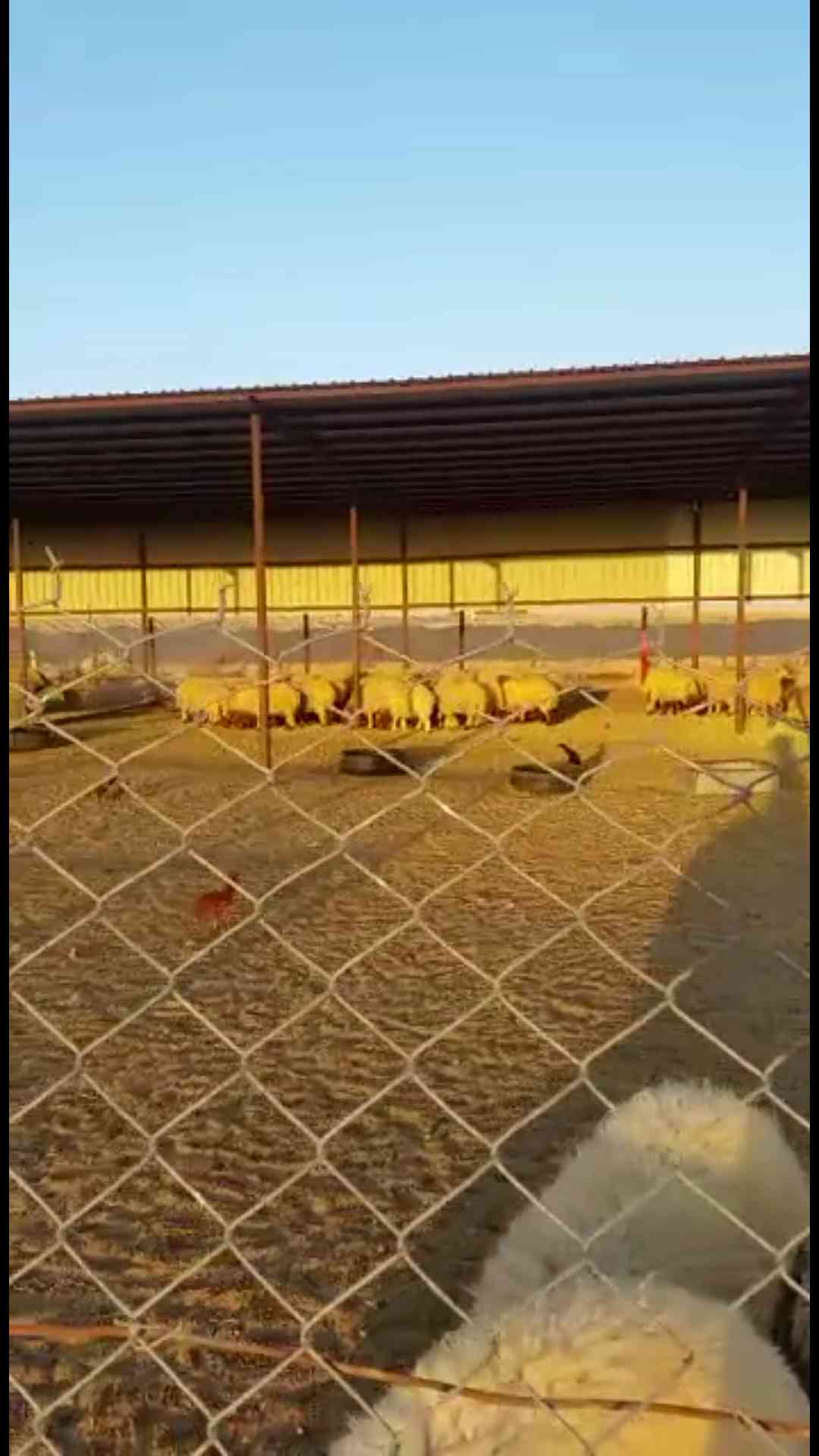 طليان نعيم للبيع                                            


	 				لا تنسَ أنك شاهدت هذا الإعلان في عنكبوت            
	 				
                                طليان توها جذعان من إنتاج المزرعه ال...