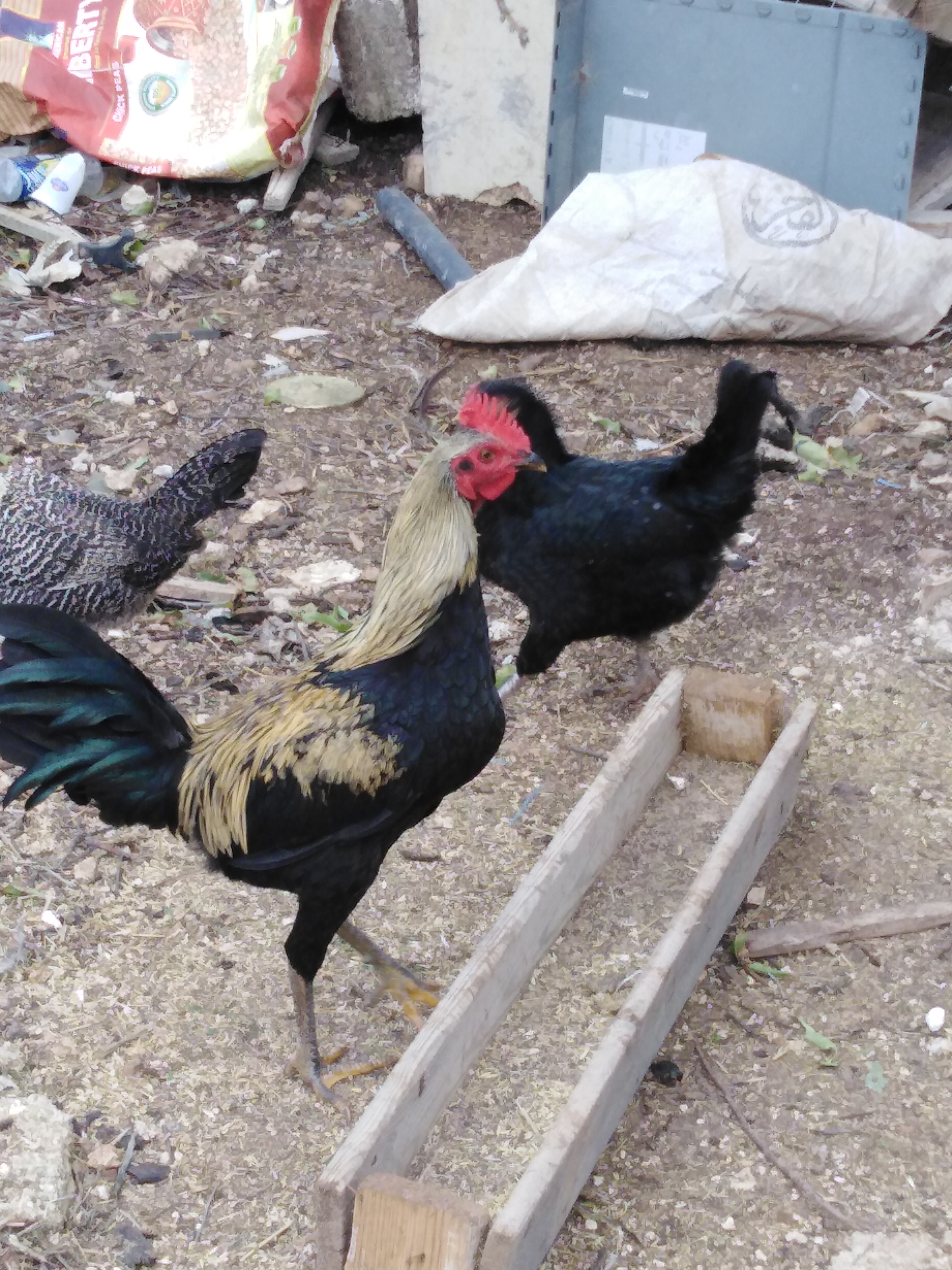 لأهل الخبره شو النوع وكم السعر                                            


	 				لا تنسَ أنك شاهدت هذا الإعلان في عنكبوت            
	 				
                                شو النوع...