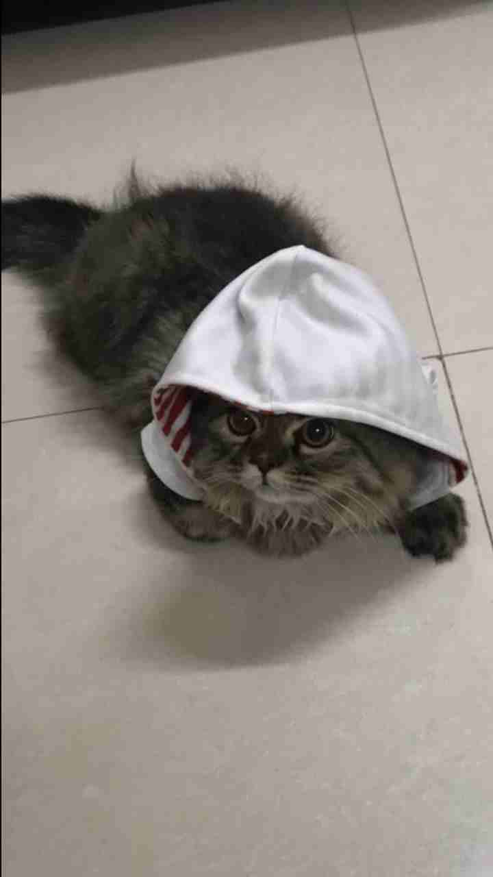 قط ذكر شيرازي للبيع
لا تنسَ أنك شاهدت هذا الإعلان في عنكبوت
قط ذكر للبيع
الصحة ممتازة مافي امراض...