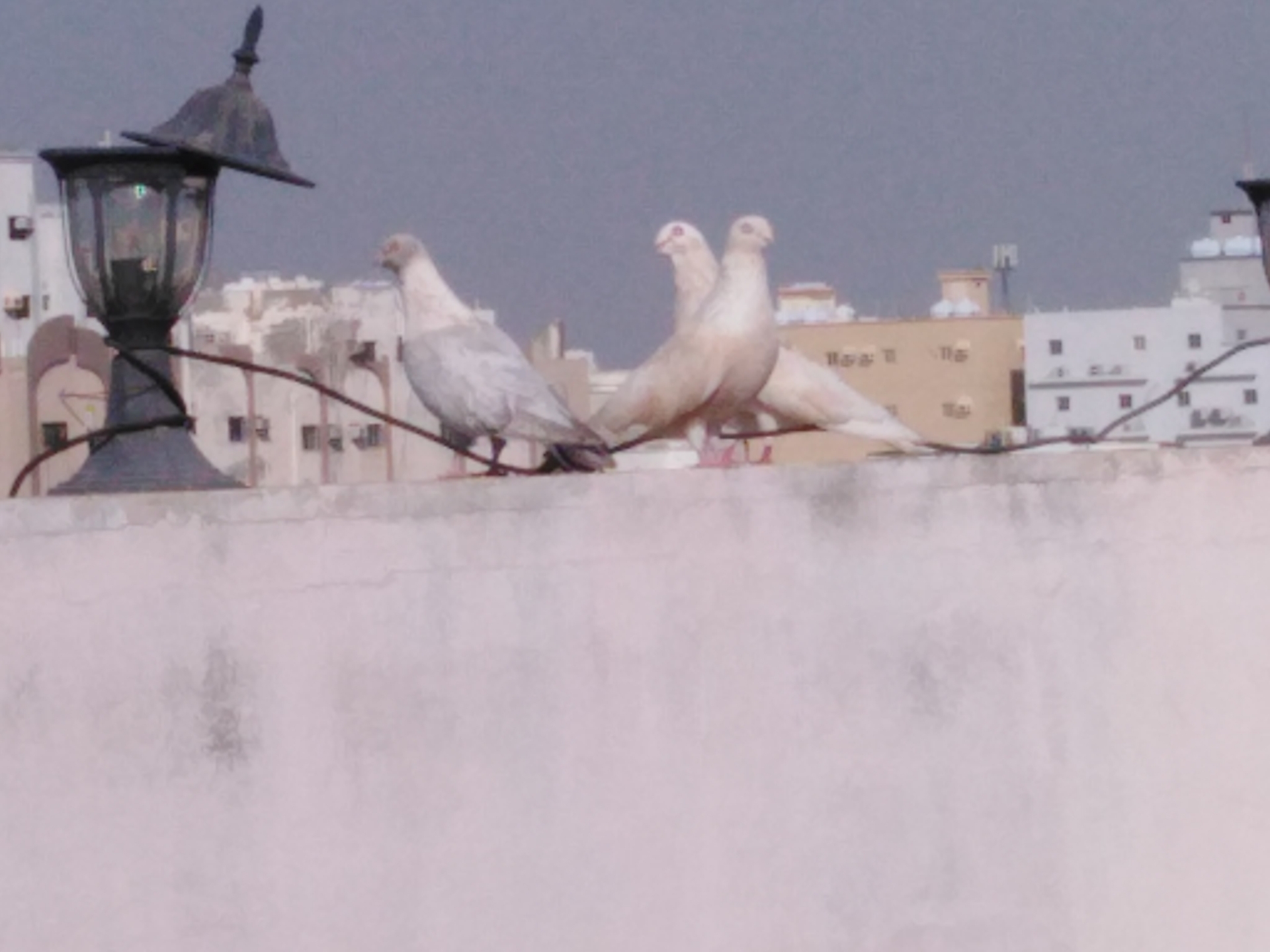 حمام ريحاني
لا تنسَ أنك شاهدت هذا الإعلان في عنكبوت
حمام ريحاني ذكر وانثي وولدهم وذكر وانثي م...