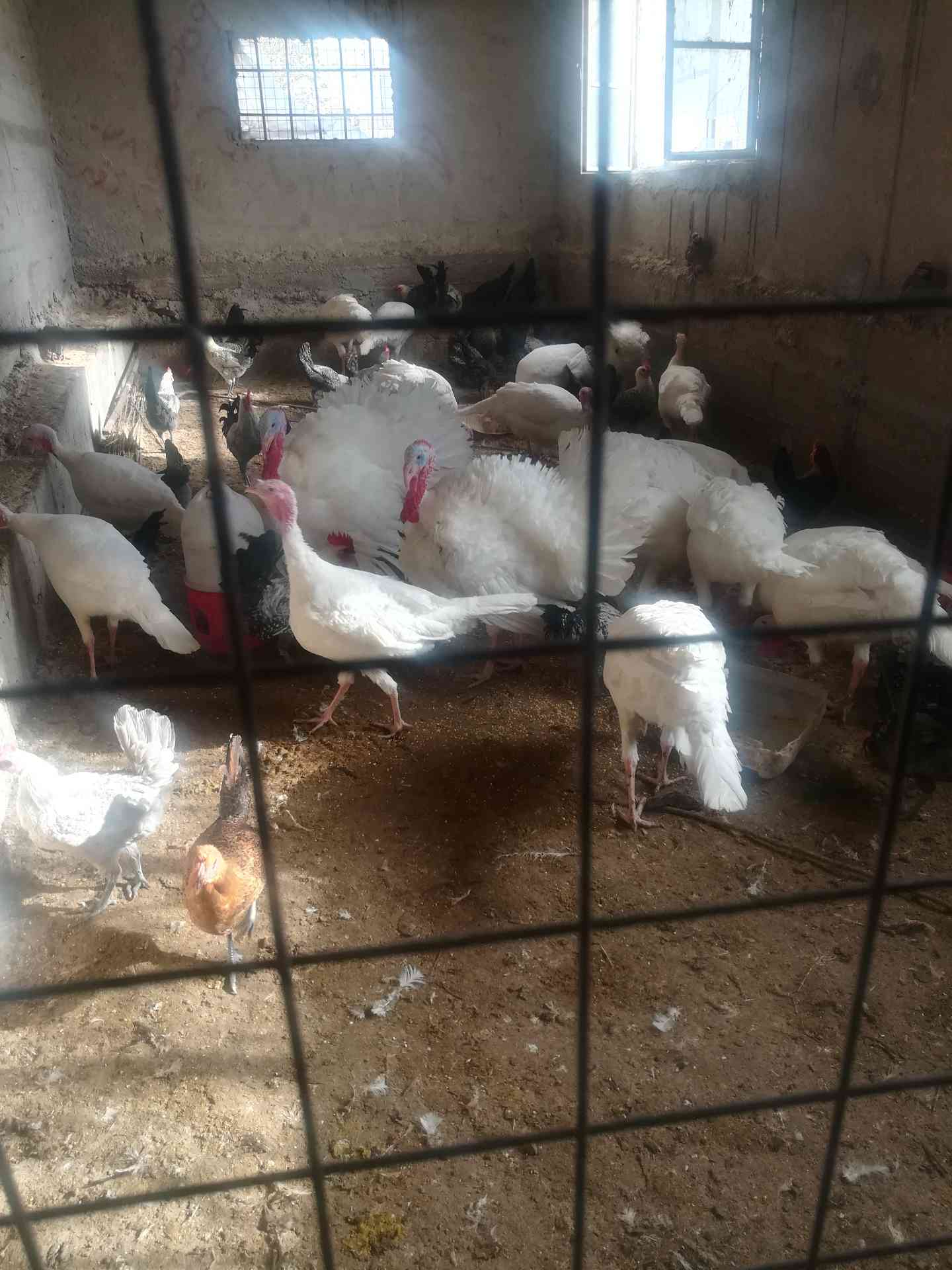 حبش ابيض                                            


	 				لا تنسَ أنك شاهدت هذا الإعلان في عنكبوت            
	 				
                                حبش ابيض ) ذكور ( 
نخب 
عدد5 
40 دينار للحبة...