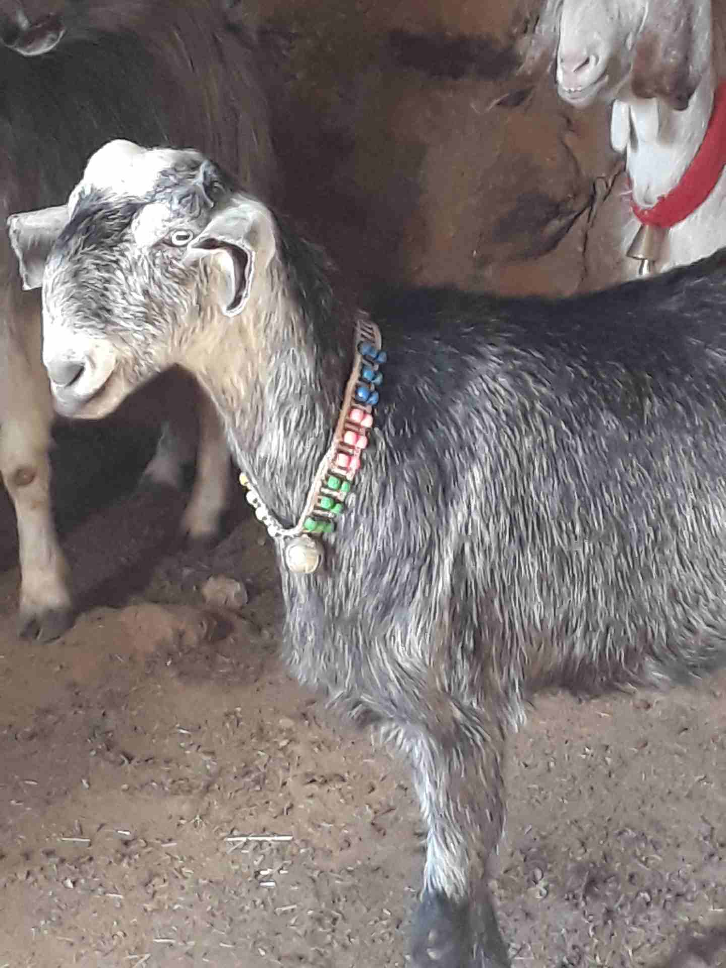 صخله بندوق شامي
لا تنسَ أنك شاهدت هذا الإعلان في عنكبوت
صخله بندوق شامي درار ع خشم ولاد شكل ومده...