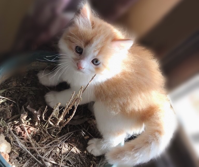 3 انواع كتنز مطعمين ومع جواز سفر- four breeds of kittens for sale
لا تنسَ أنك شاهدت هذا الإعلان في عنكبوت...