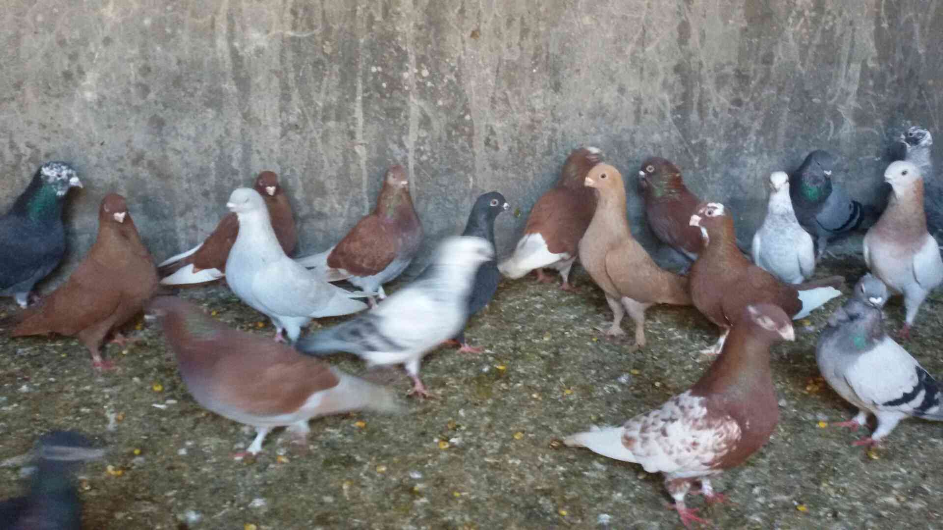 حمام للبيع
لا تنسَ أنك شاهدت هذا الإعلان في عنكبوت
للبيع 47 طير مشكله فيها اجواز وكش البيع كو...