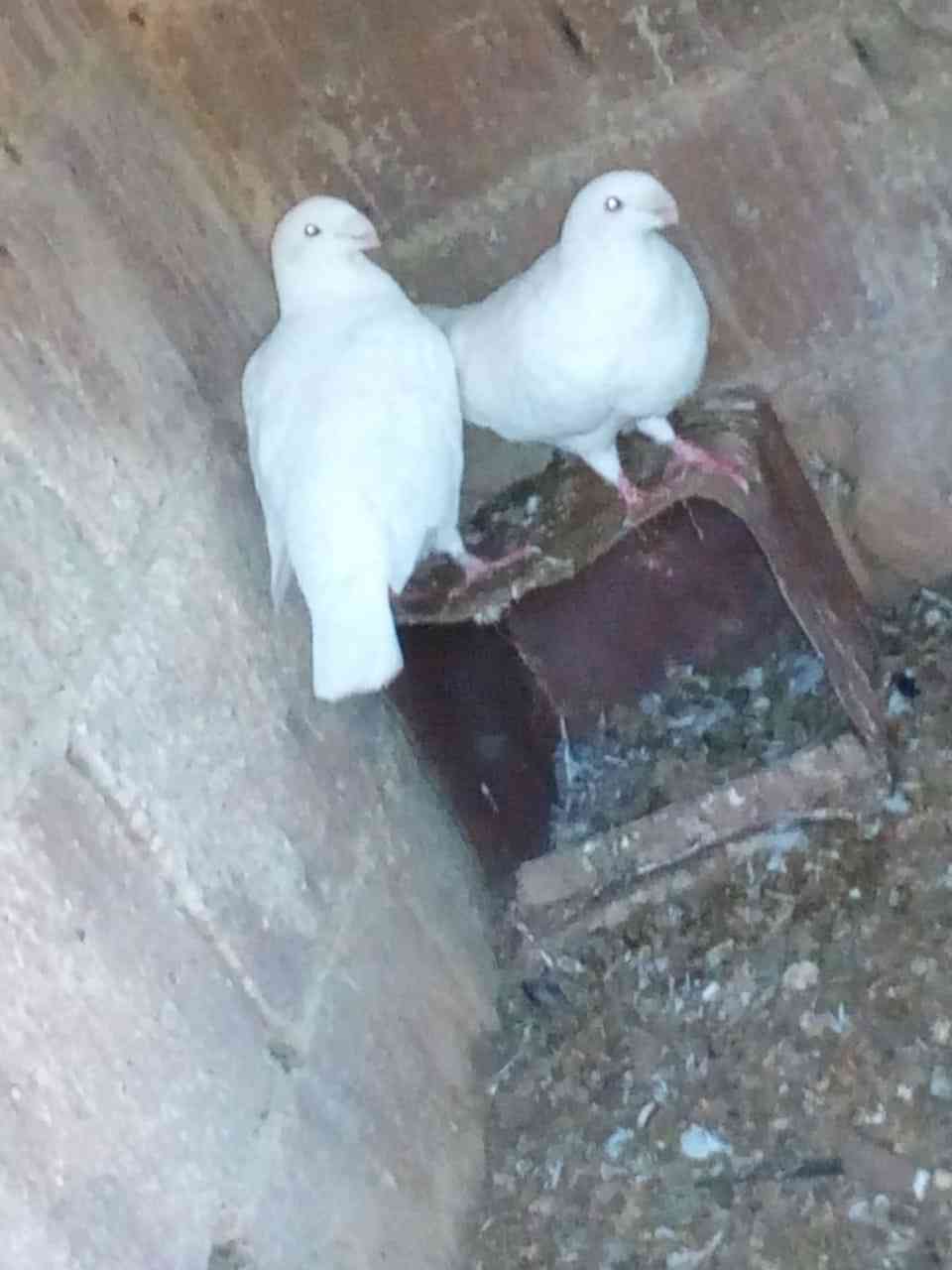 حمام هومر أبيض اللون                                            


	 				لا تنسَ أنك شاهدت هذا الإعلان في عنكبوت            
	 				
                                هومرات...