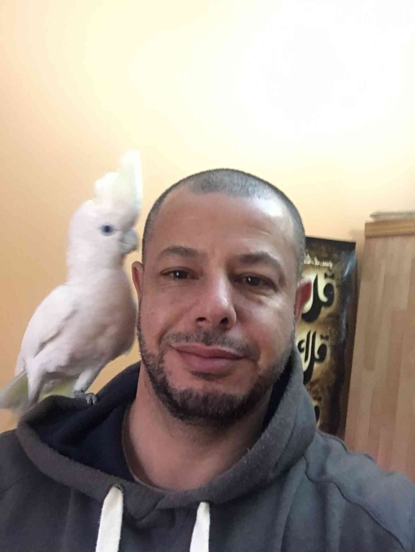 كوكاتو بلوقوفن اليف للبيع 300 دينار                                            


	 				لا تنسَ أنك شاهدت هذا الإعلان في عنكبوت            
	 				
                                كوكاتو قوفن اليفه...