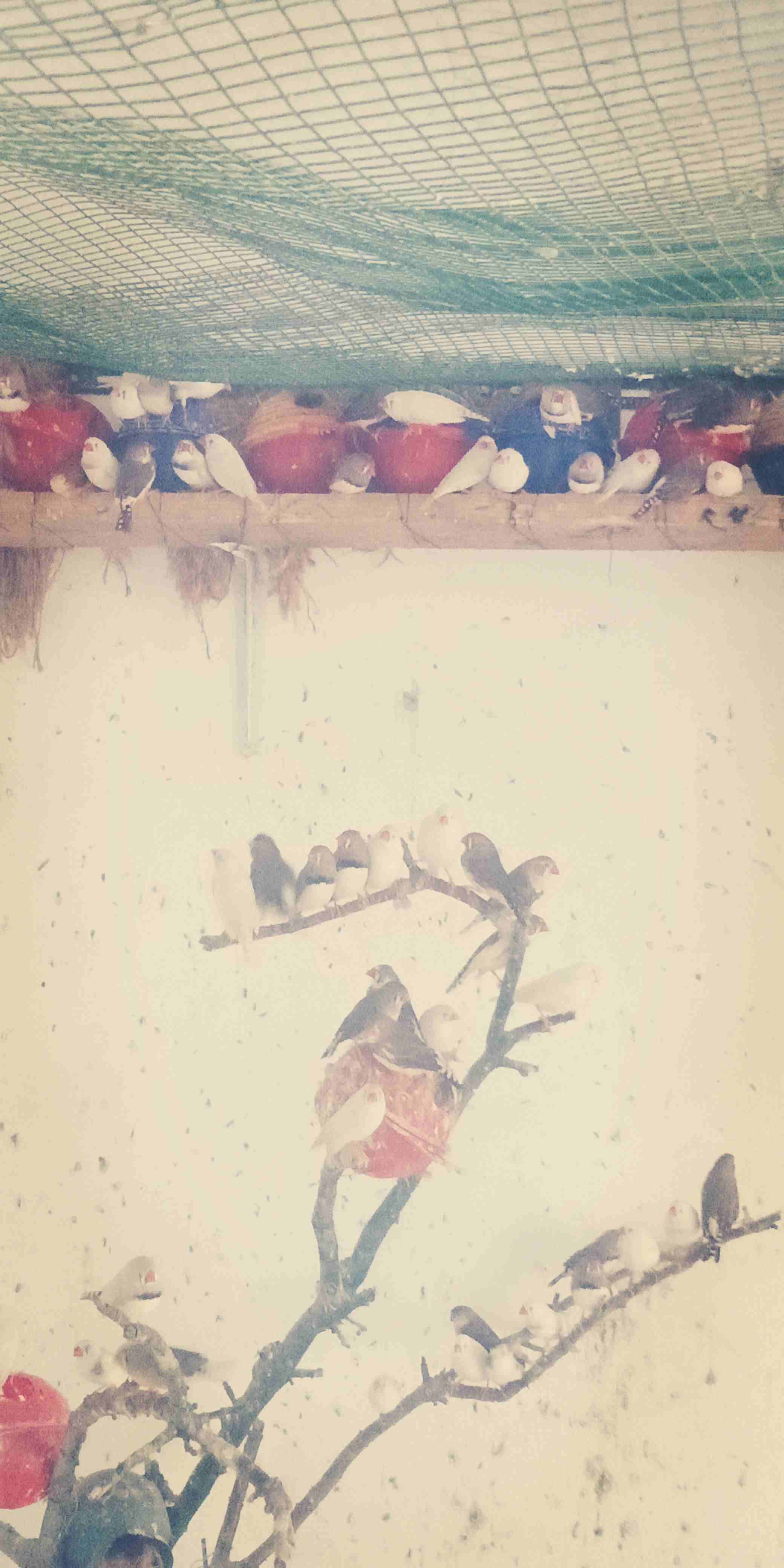 طيور الجنه صلات النبي صحه وحجم كله تحتيه بيض وفراخ اكثره لون ابيض البيع كوم فقط                                            


	 				لا تنسَ أنك شاهدت هذا الإعلان في عنكبوت...
