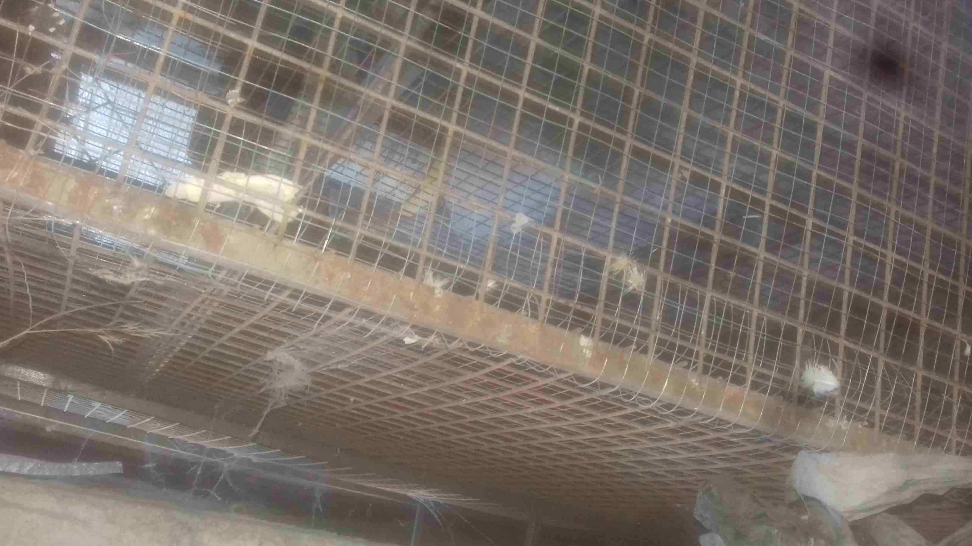 قفص ارنب                                            


	 				لا تنسَ أنك شاهدت هذا الإعلان في عنكبوت            
	 				
                            قفص ارنب                        

	 				رقم ال...