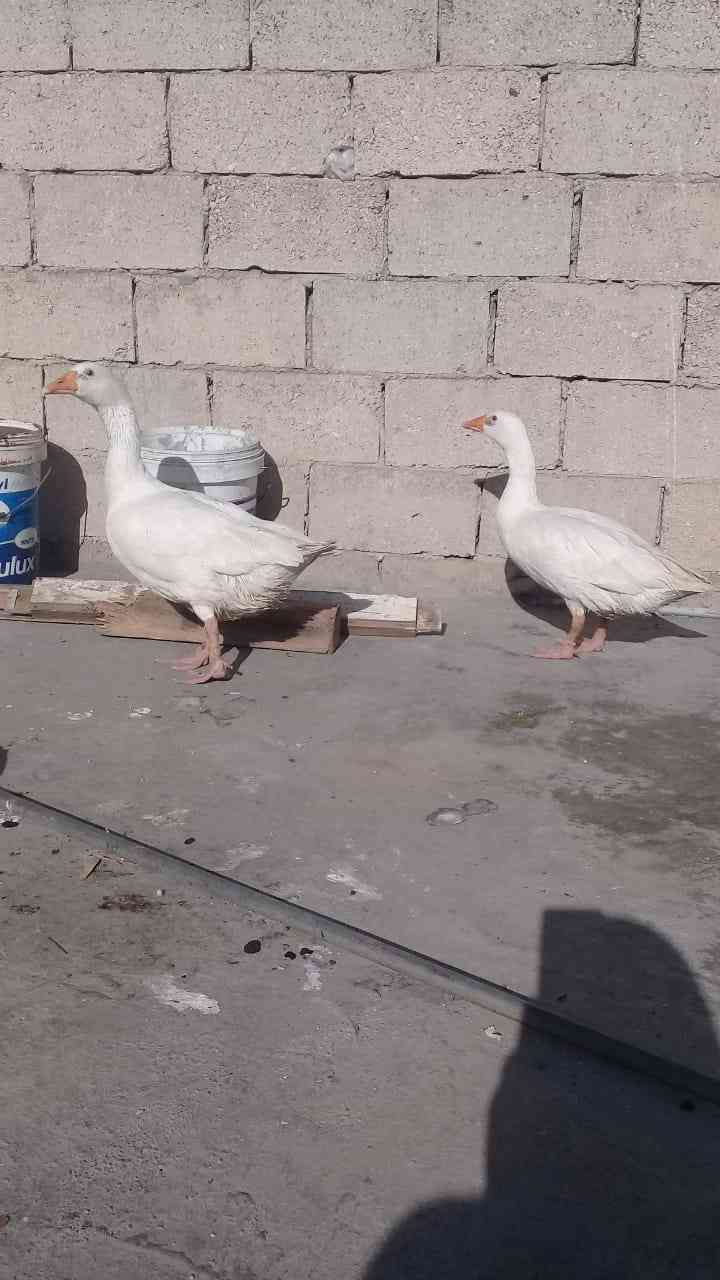 وزز ل البيع نظاف مافيهم شي ماشاء الله
لا تنسَ أنك شاهدت هذا الإعلان في عنكبوت
وز ل البيع ماشا...
