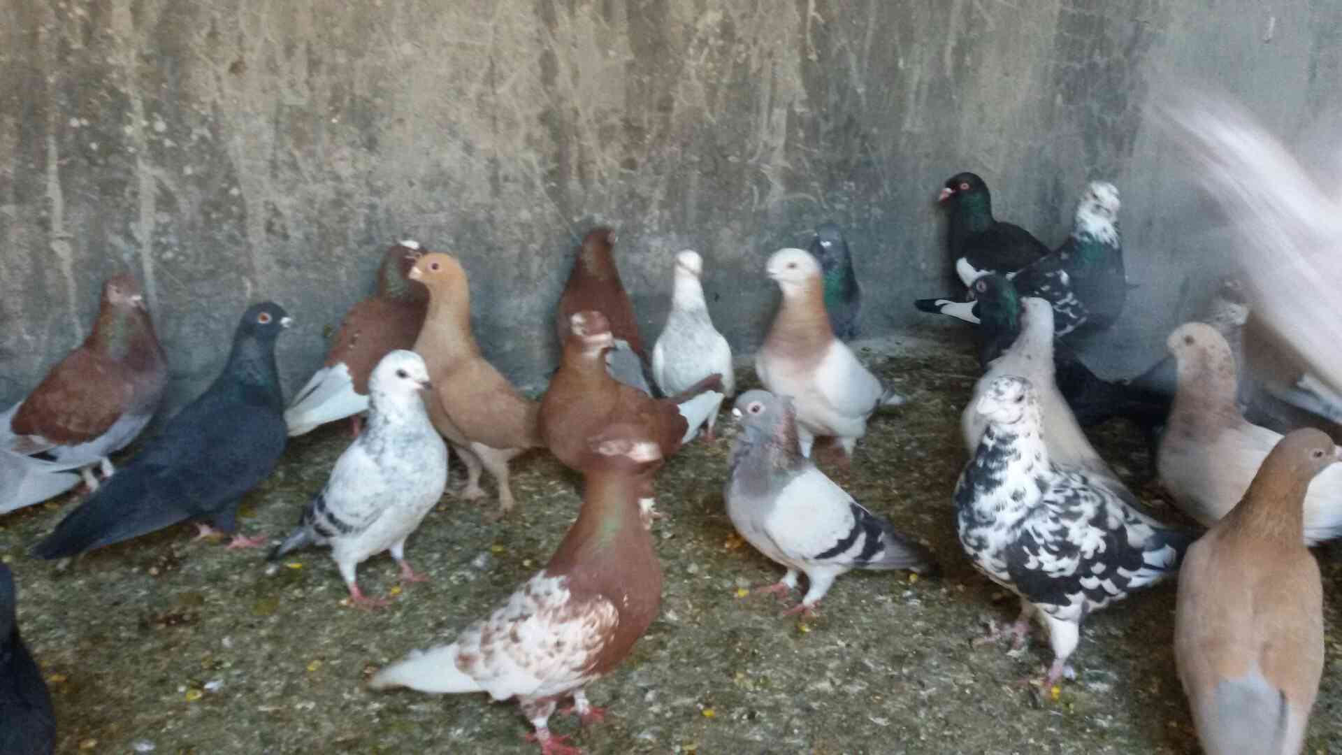 حمام للبيع
لا تنسَ أنك شاهدت هذا الإعلان في عنكبوت
للبيع 47 طير مشكله فيها اجواز وكش البيع كو...
