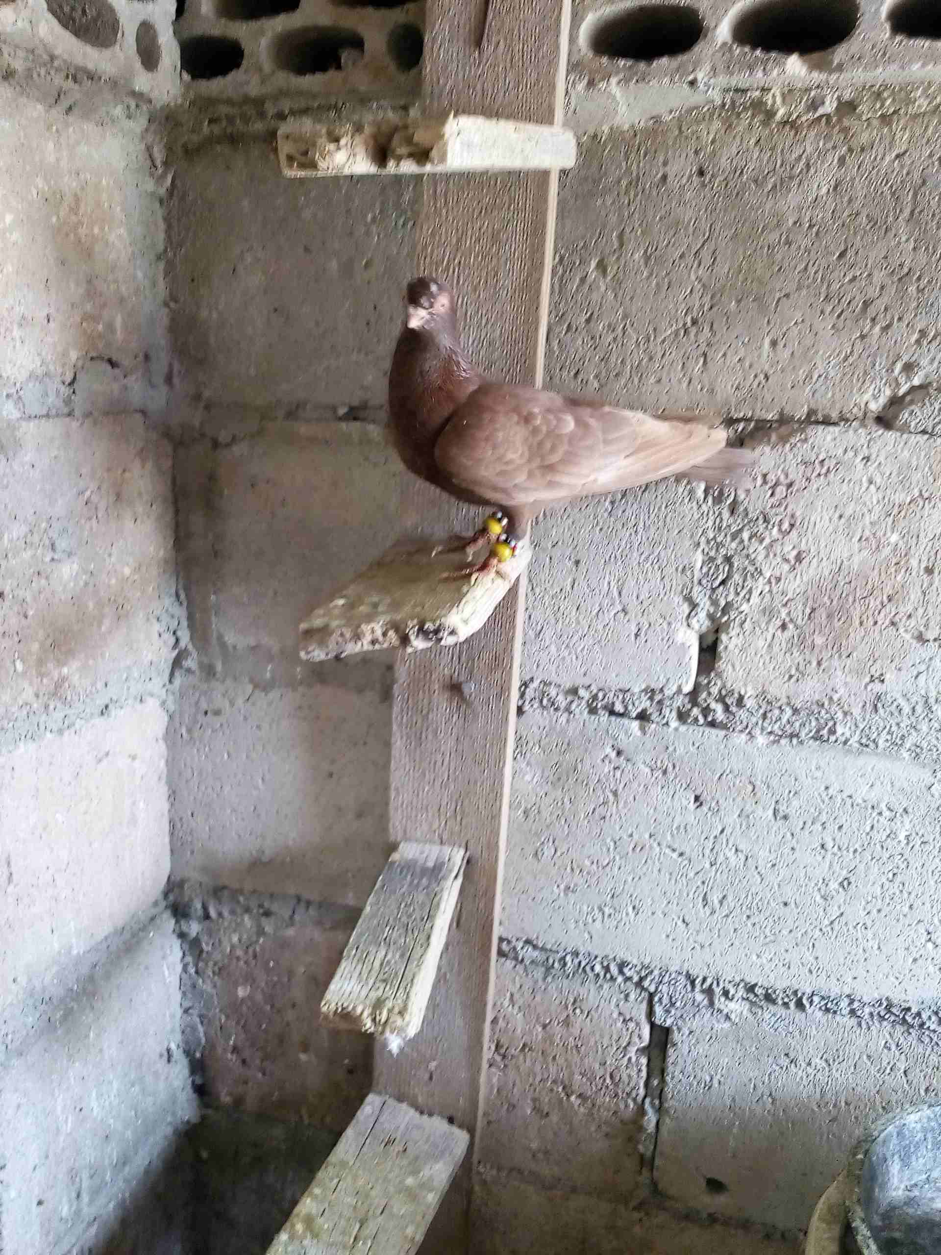 حمام صوريخ طايره بمليح بعد مادبا كش بيديك
لا تنسَ أنك شاهدت هذا الإعلان في عنكبوت
حمام زي مابدك س...