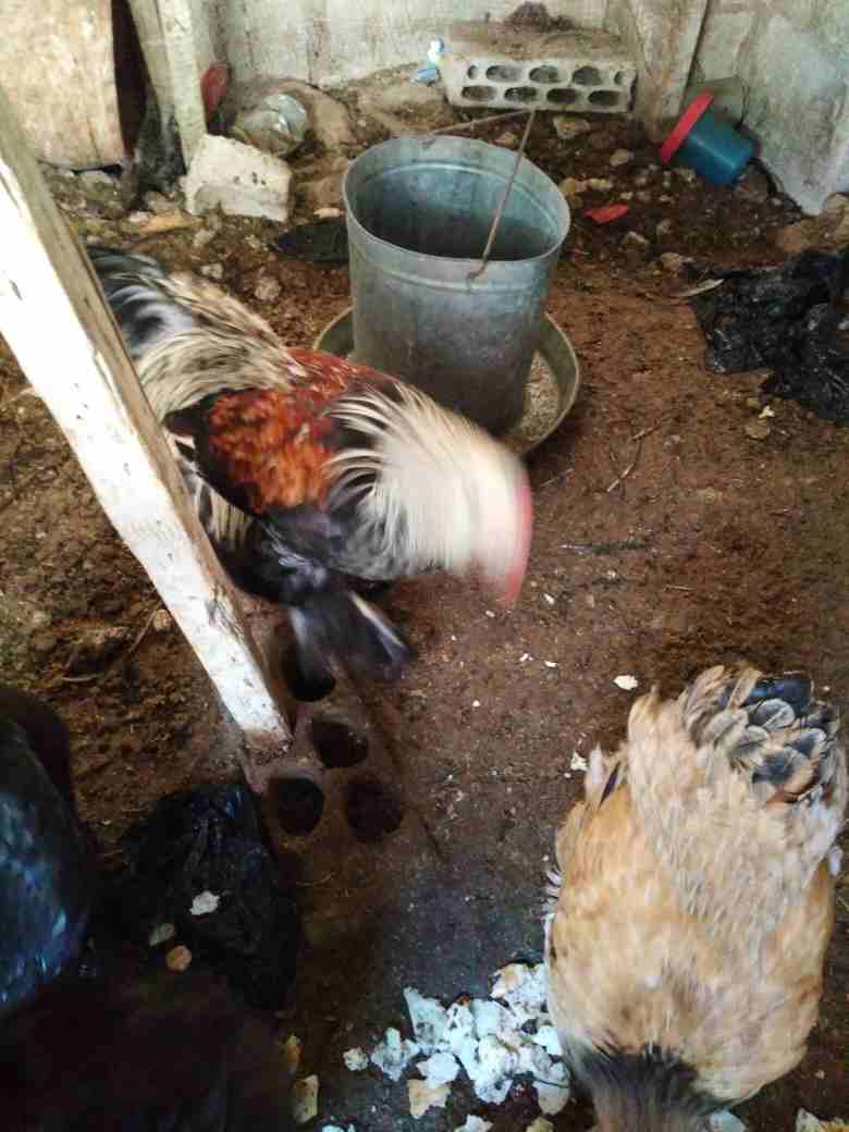 دجاج براهمه للبيع على وجه شغل صحه بالصلاة على النبي
لا تنسَ أنك شاهدت هذا الإعلان في عنكبوت
دجاج...