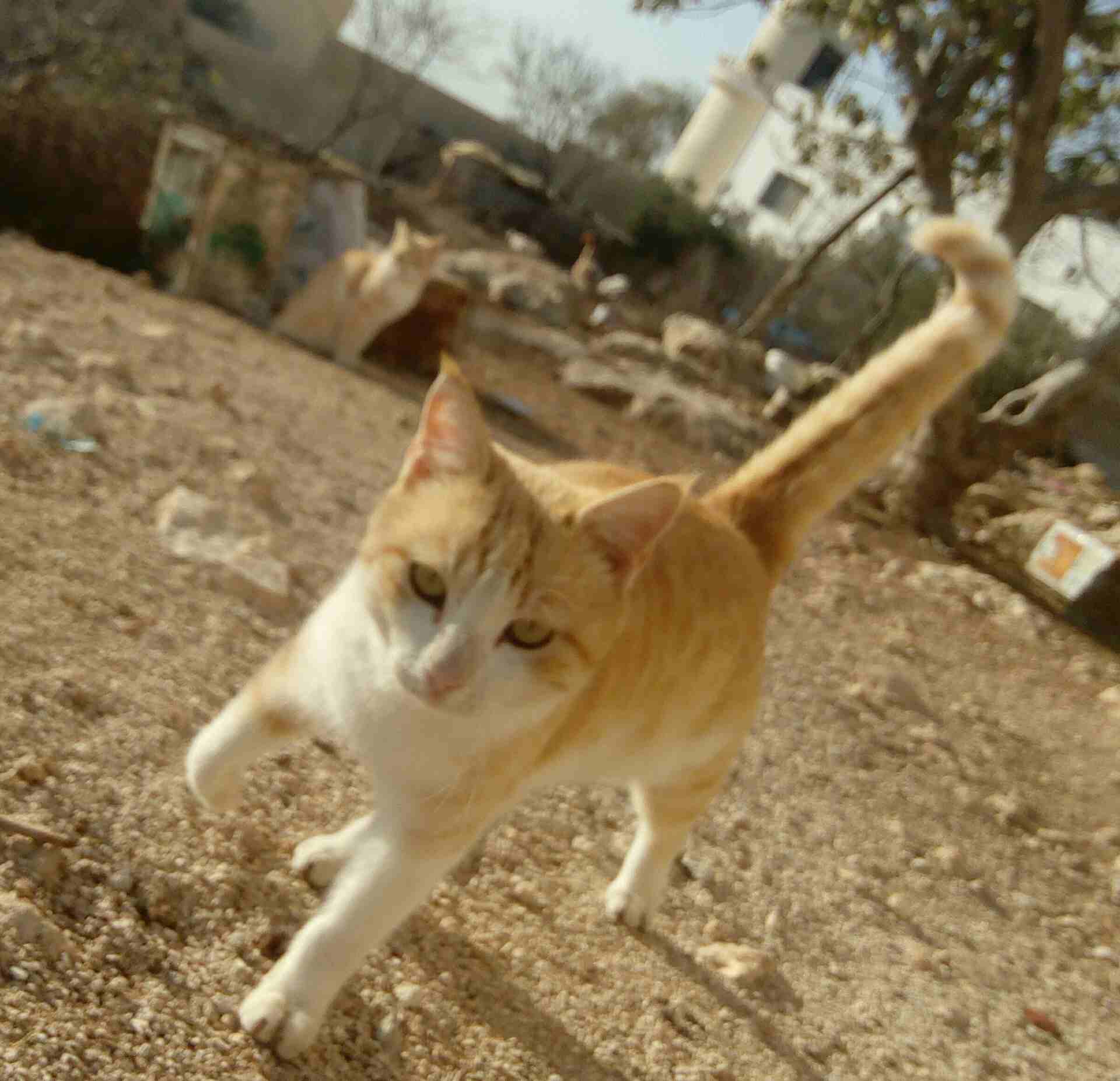 قط فلي فالن                                            


	 				لا تنسَ أنك شاهدت هذا الإعلان في عنكبوت            
	 				
                            اذا انت تجي بتاخذه 15...