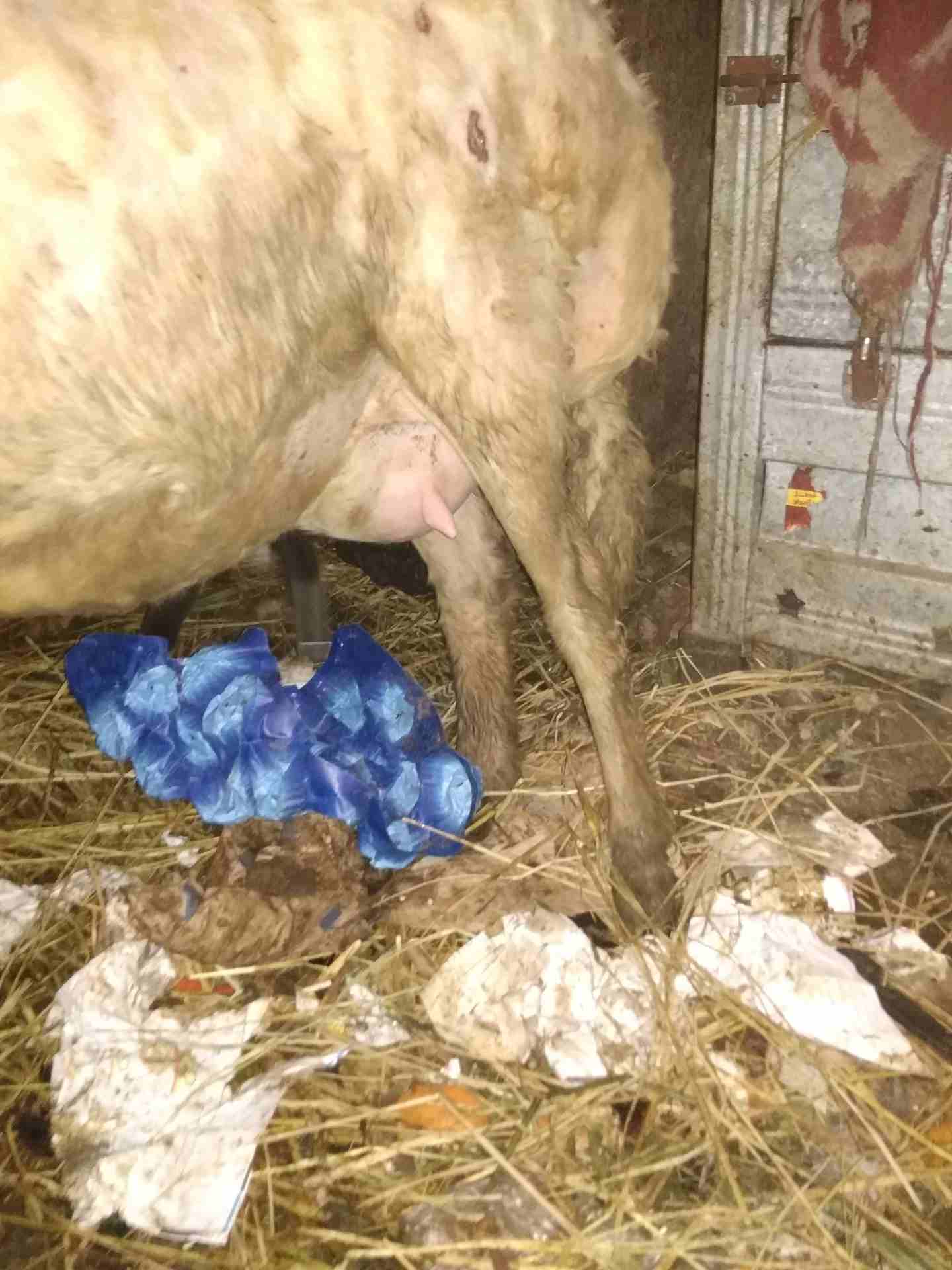 بصحه جيده                                            


	 				لا تنسَ أنك شاهدت هذا الإعلان في عنكبوت            
	 				
                            لبنيه أول ولده لها وراه اثنين ذكرونتيه مشاء الل...