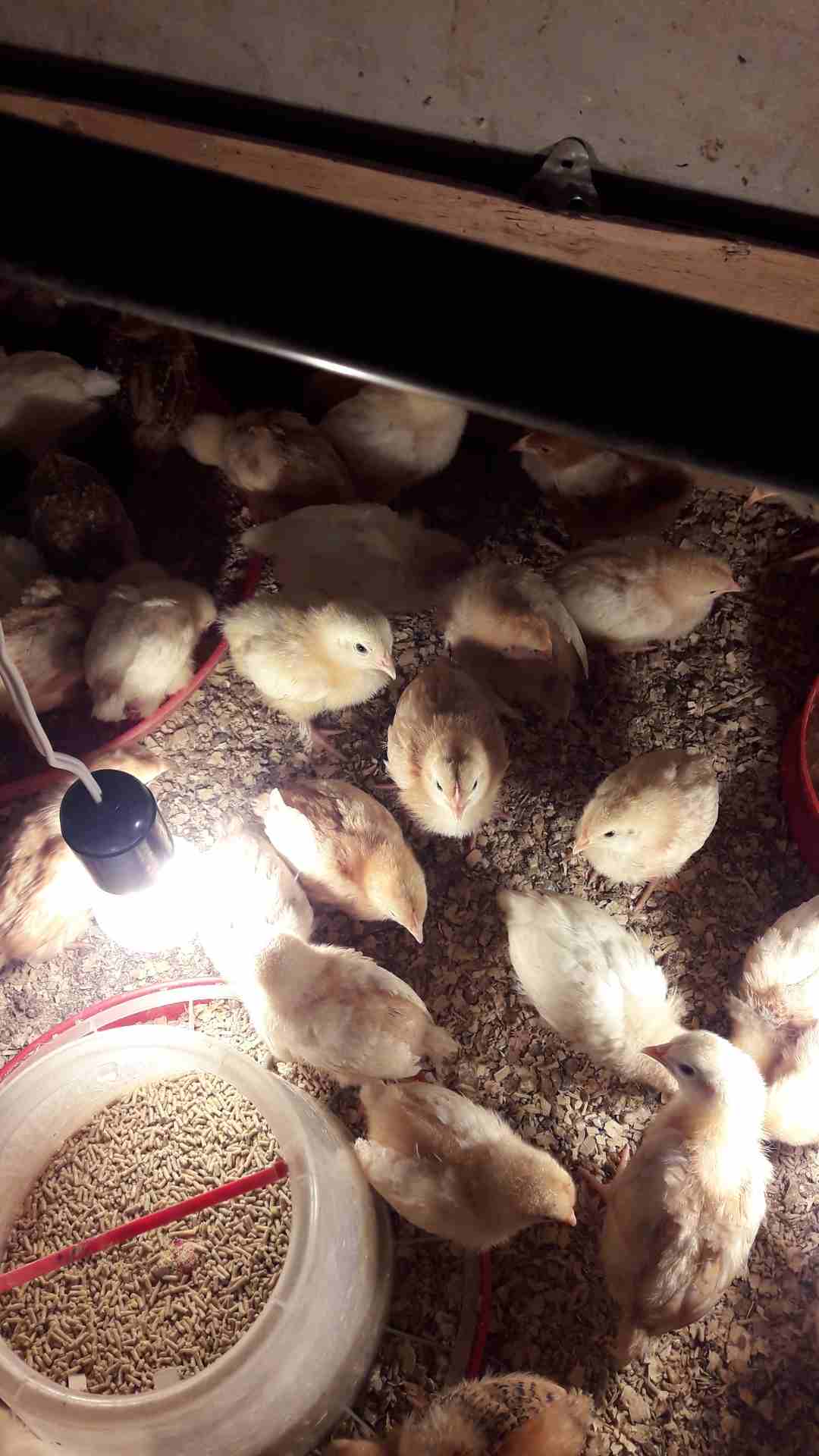 صوص هندي عمر اسبوعين                                            


	 				لا تنسَ أنك شاهدت هذا الإعلان في عنكبوت            
	 				
                            العدد تقريبا 50 او60...
