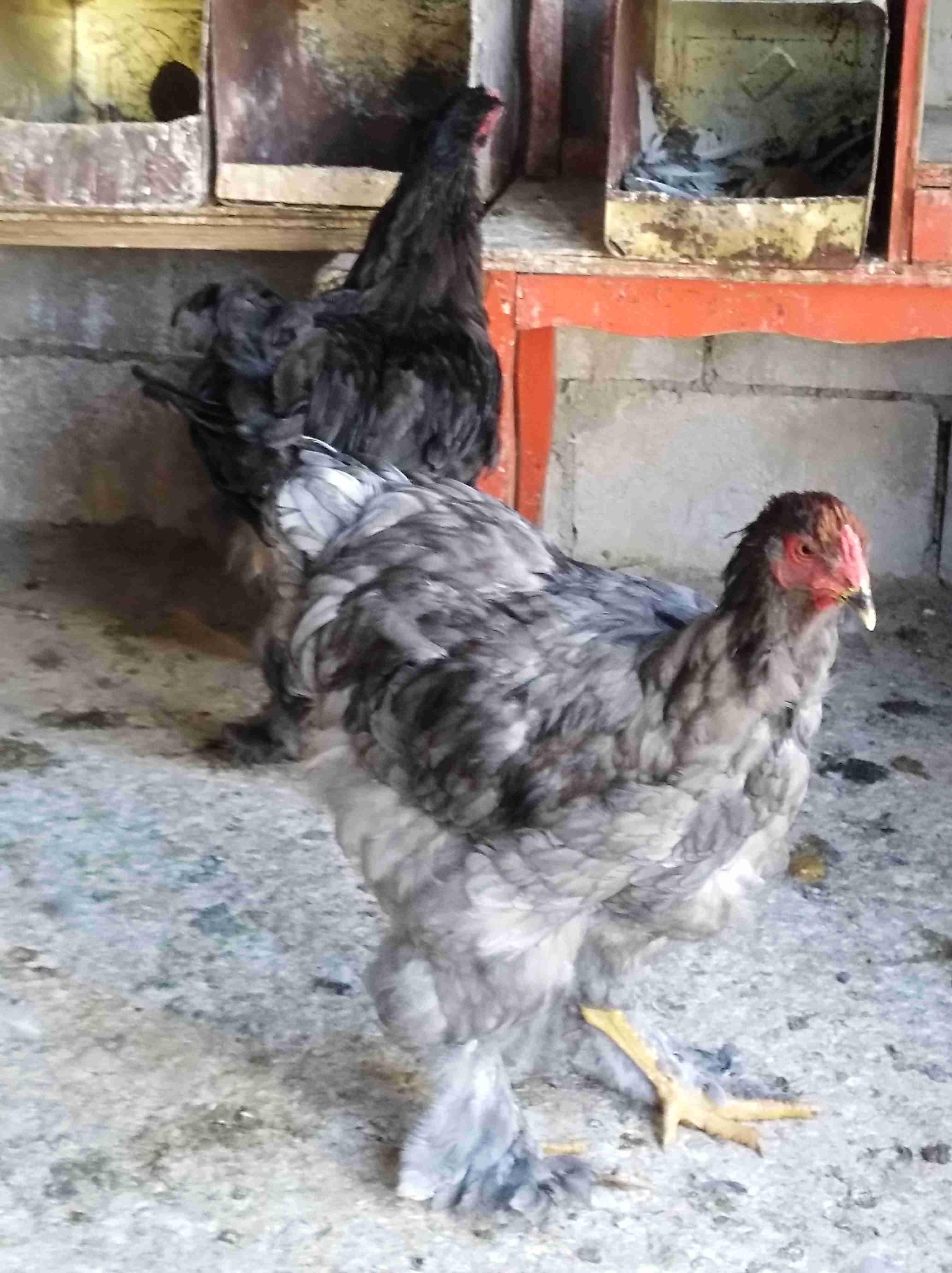 جاج براهمي سوبر جامبو للبيع أو للبدل على جاج بلدي 0772032530
لا تنسَ أنك شاهدت هذا الإعلان في عنكبوت...