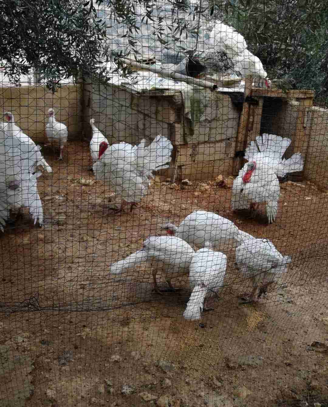 حبش هولندي
لا تنسَ أنك شاهدت هذا الإعلان في عنكبوت
يوجد ذكور حبش واناثي مستويات عاليه جدا
هو...
