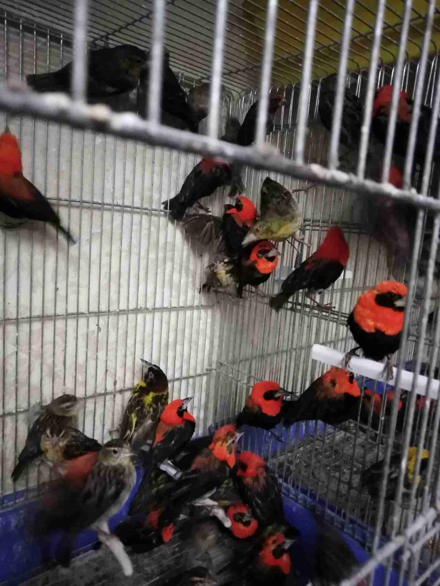 طائر النابليون الجميل                                            


	 				لا تنسَ أنك شاهدت هذا الإعلان في عنكبوت            
	 				
                                جواز نابليون احمر واصفر طيور مر...