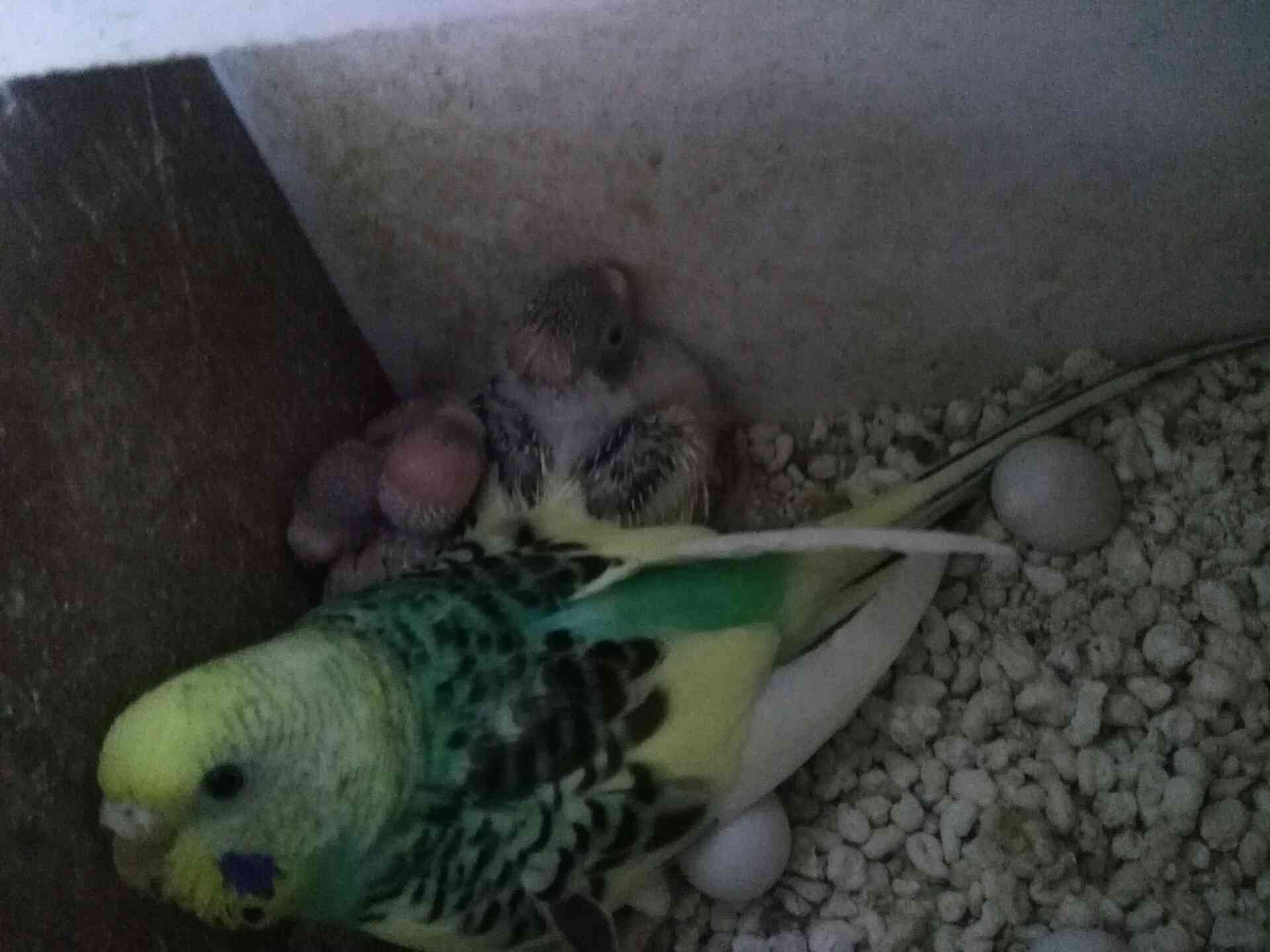 طيور حب
لا تنسَ أنك شاهدت هذا الإعلان في عنكبوت
طيور حب للبيع مطير كامل 25جوز صحة ونظافة كلو...