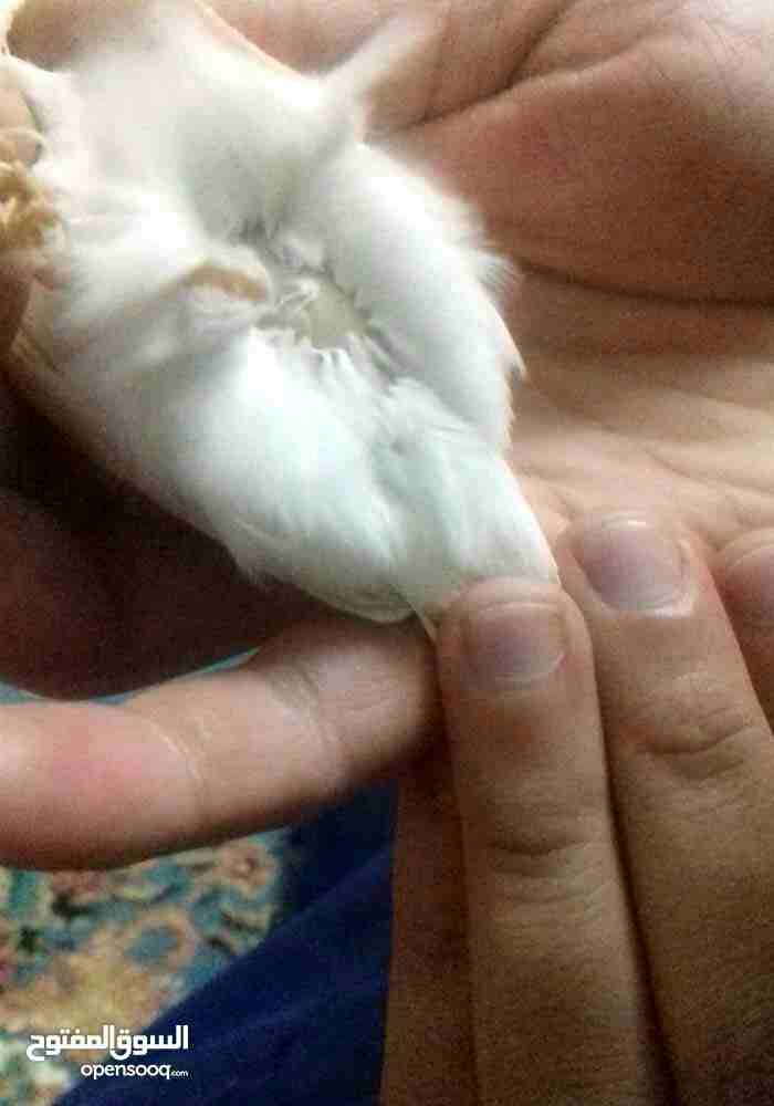 طيره بكريه
لا تنسَ أنك شاهدت هذا الإعلان في عنكبوت
بسم الله ما شاء الله
طيره بكريه اول خيرها
الس...