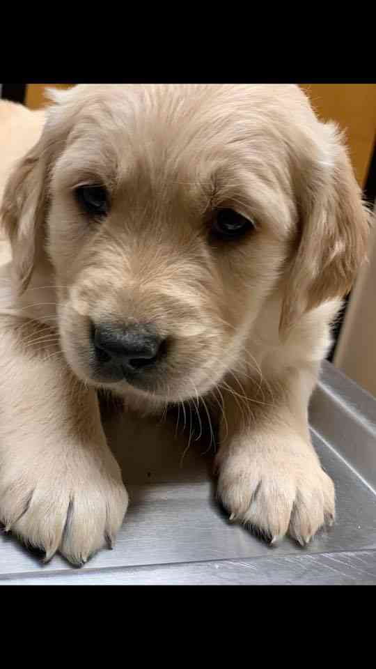 قولدين ريتريفر / golden retriever
لا تنسَ أنك شاهدت هذا الإعلان في عنكبوت
جراوه جولدين ريتريف...