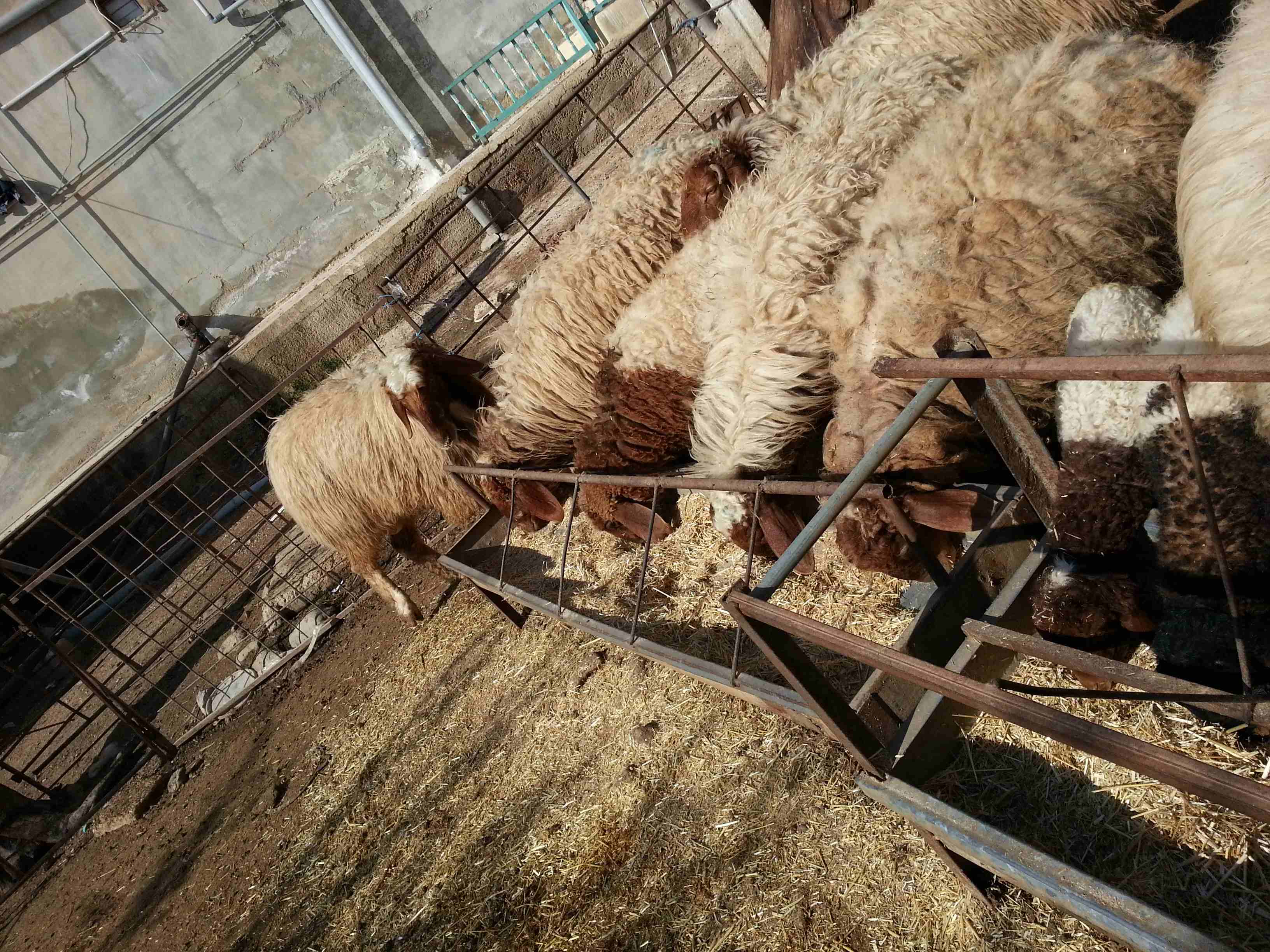 غنم مدارير للبيع العدد 12 راس
لا تنسَ أنك شاهدت هذا الإعلان في عنكبوت
غنم وجه ميﻻد العدد 12 الله...