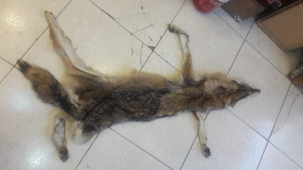جلد ذيب مدبوغ                                            


	 				لا تنسَ أنك شاهدت هذا الإعلان في عنكبوت            
	 				
                                جلد ذيب مدبوغ...