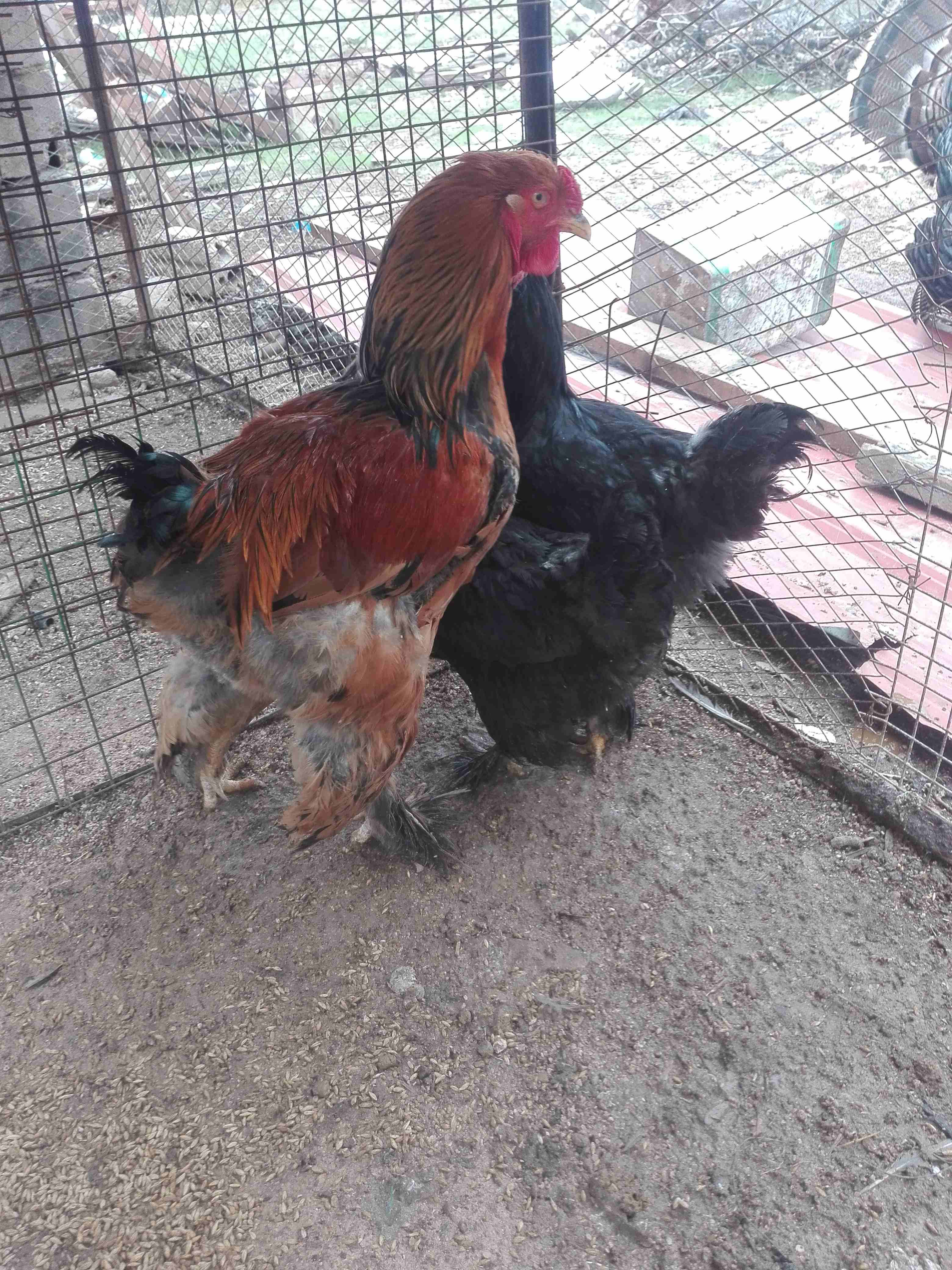 براهمه اسود                                            


	 				لا تنسَ أنك شاهدت هذا الإعلان في عنكبوت            
	 				
                            جوز براهمه اسود عمرهم 11شهر  و ديك احمر...