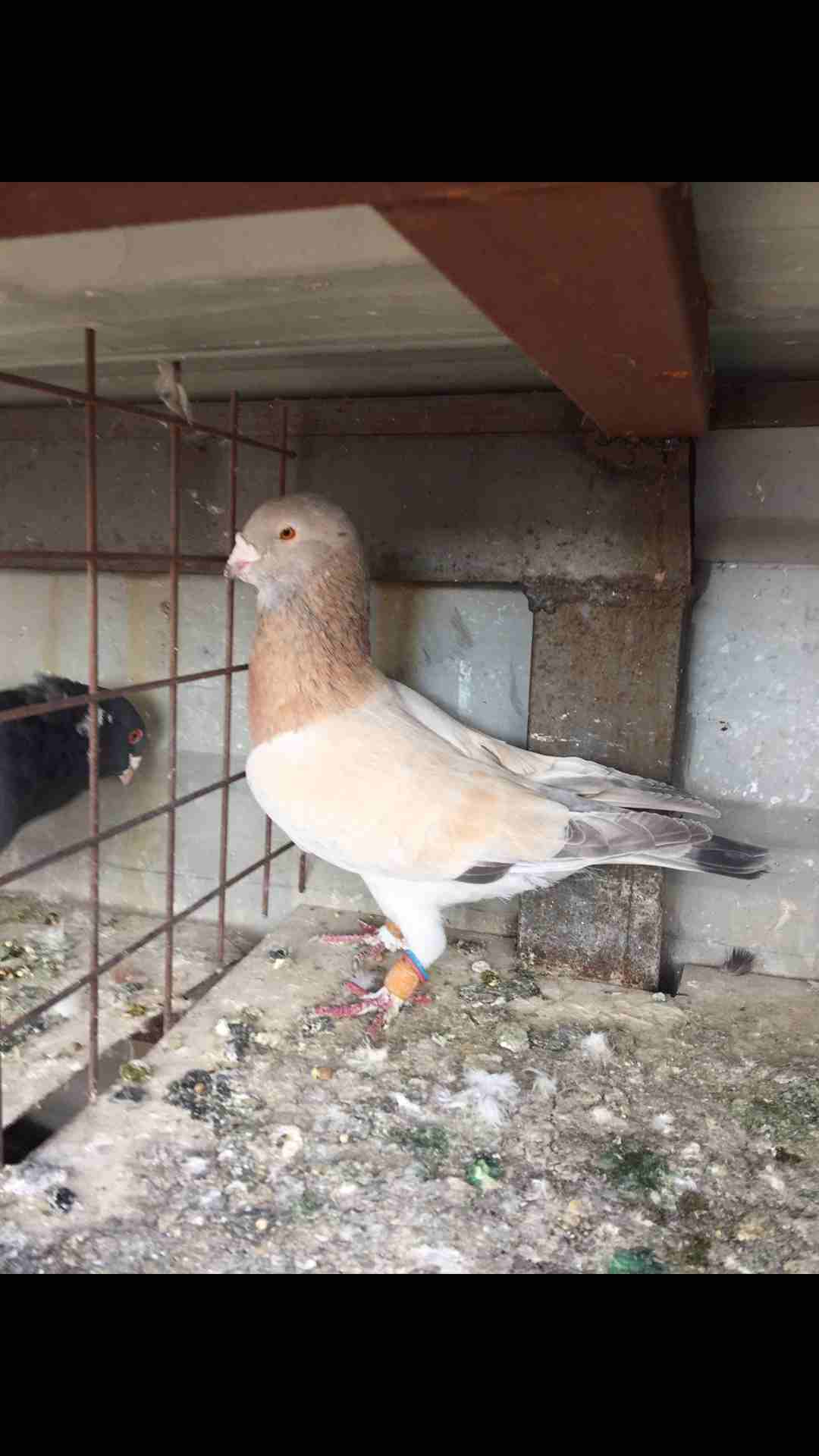 9طيور كش للبيع بسعر مغري
لا تنسَ أنك شاهدت هذا الإعلان في عنكبوت
الطيور كش كلهم فحول
عدد 9 للبيع...