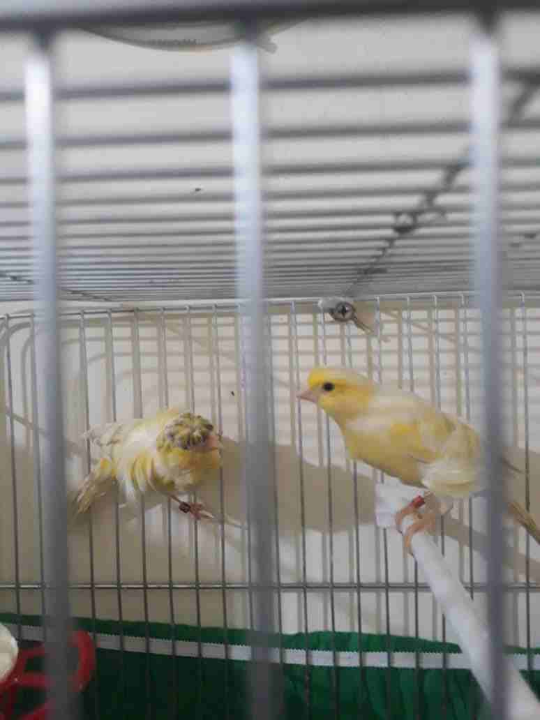 3اجواز كنار مفتلات وفي جوز مكنبرات للبيع بسعر مغري وفي حبه مفتله زيتوني مفتل
لا تنسَ أنك شاهدت هذا الإعلان في عنكبوت...
